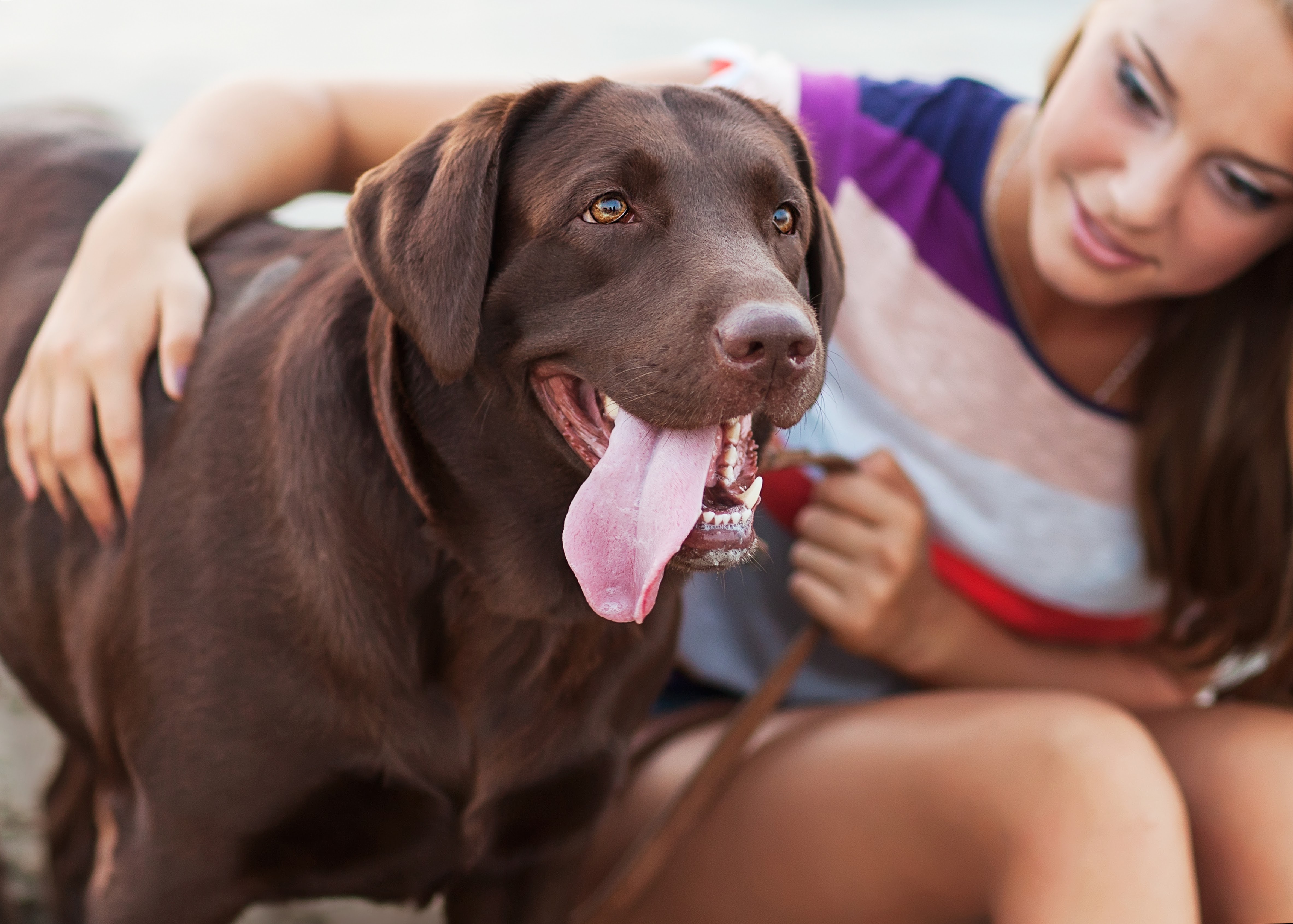 cachorro-labrador-1