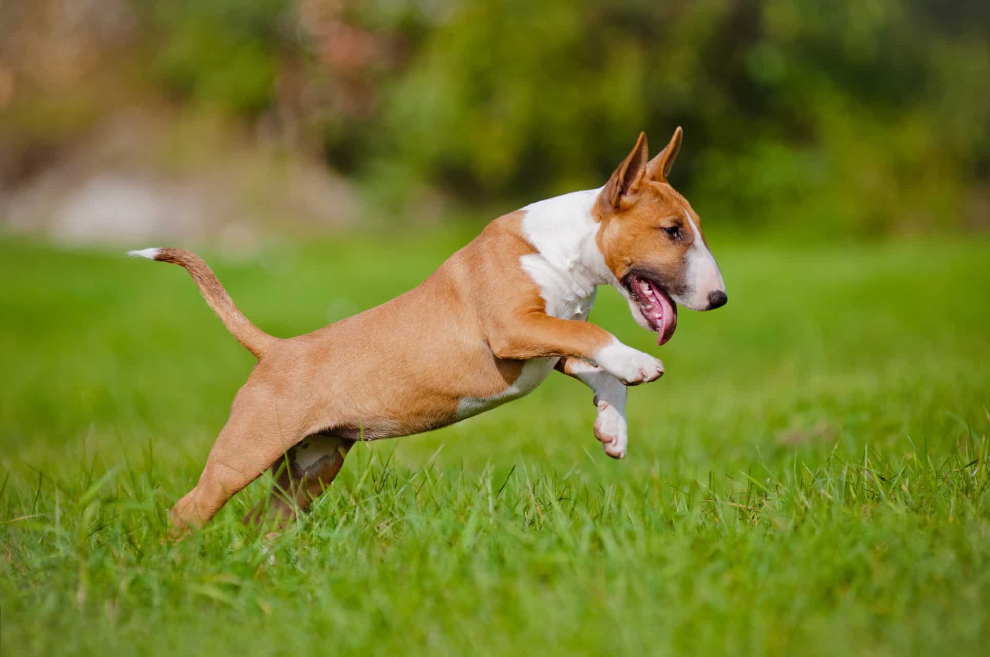 bull terrier