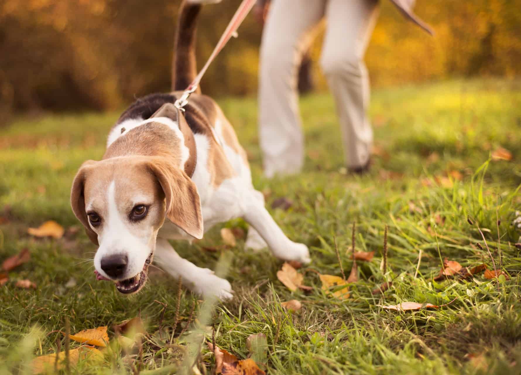 cachorro-beagle-1