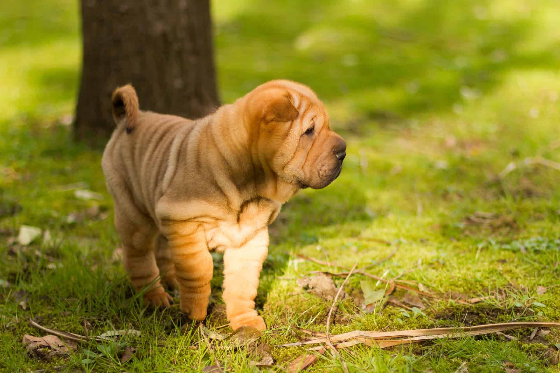 shar pei