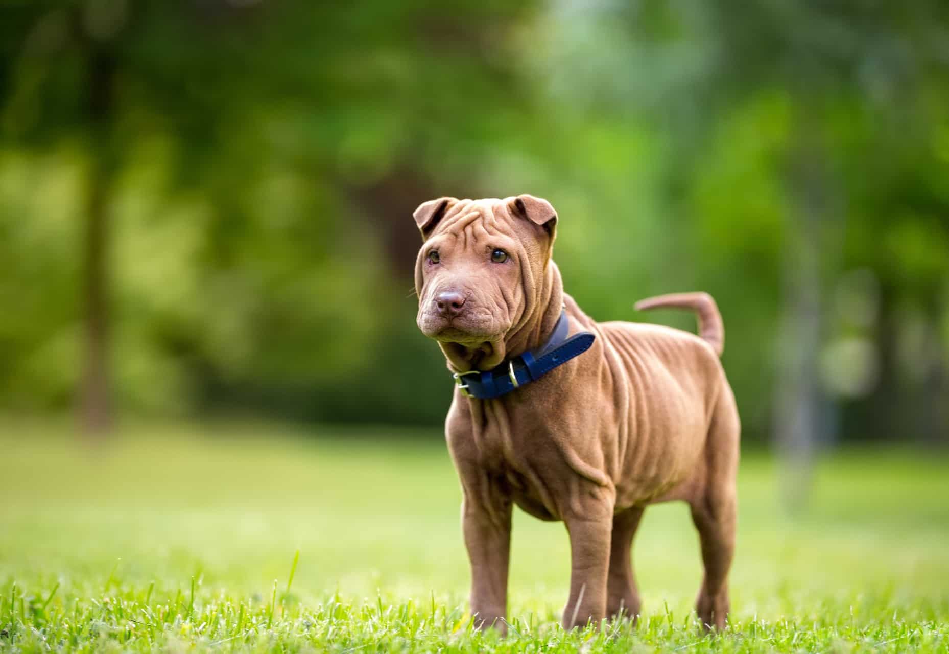 cores-shar-pei-1