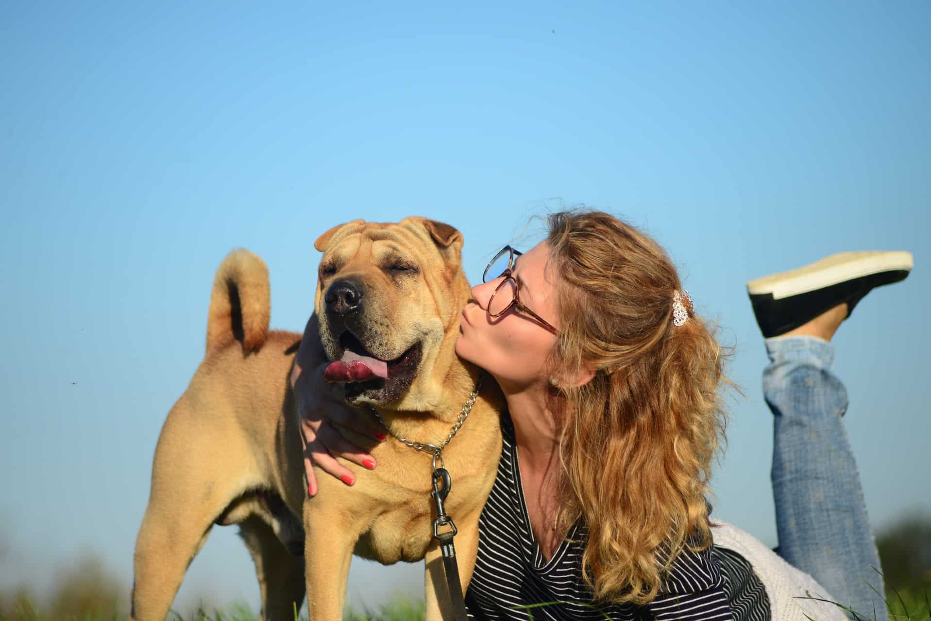 cachorro-shar-pei-3