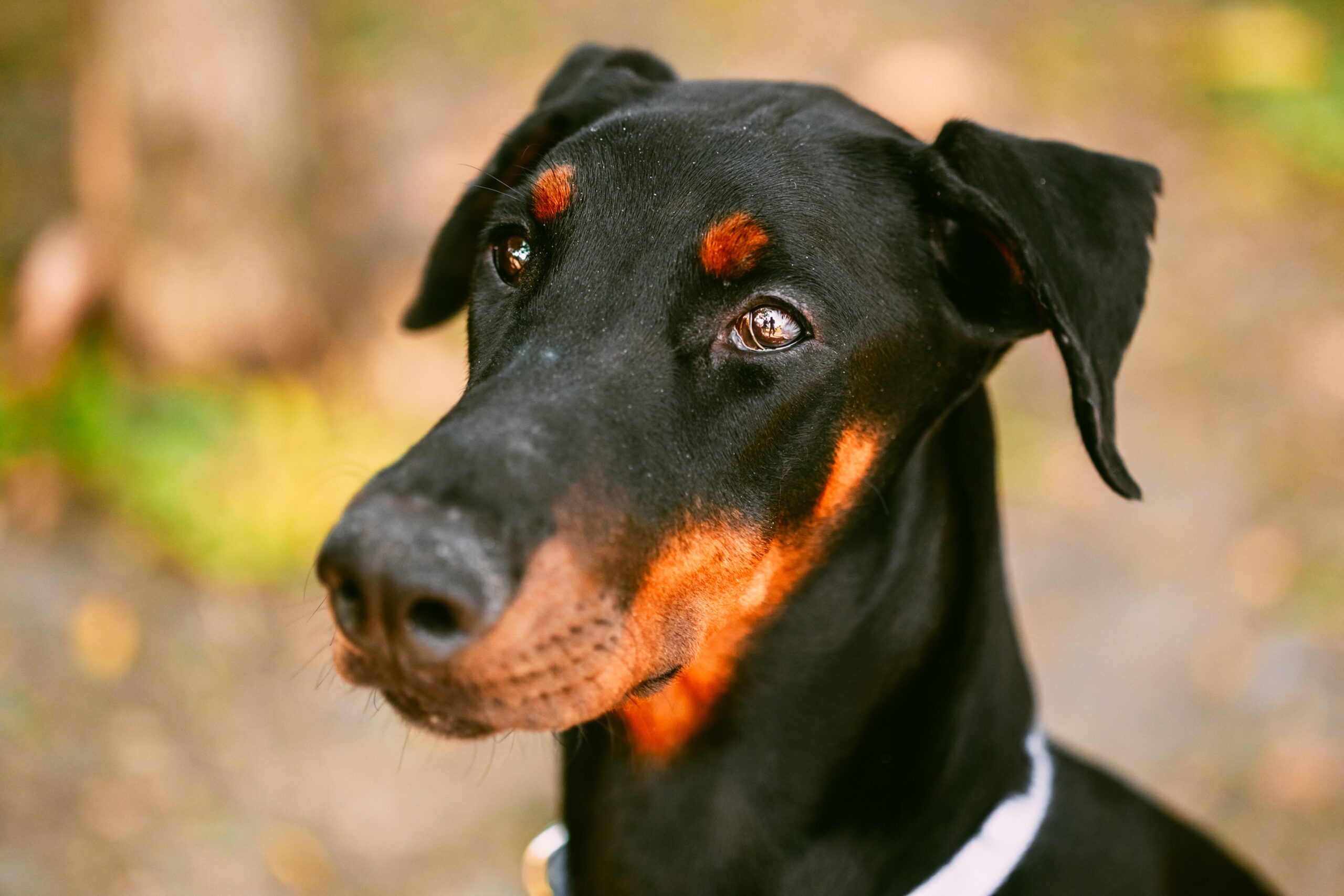 cachorro-doberman-2