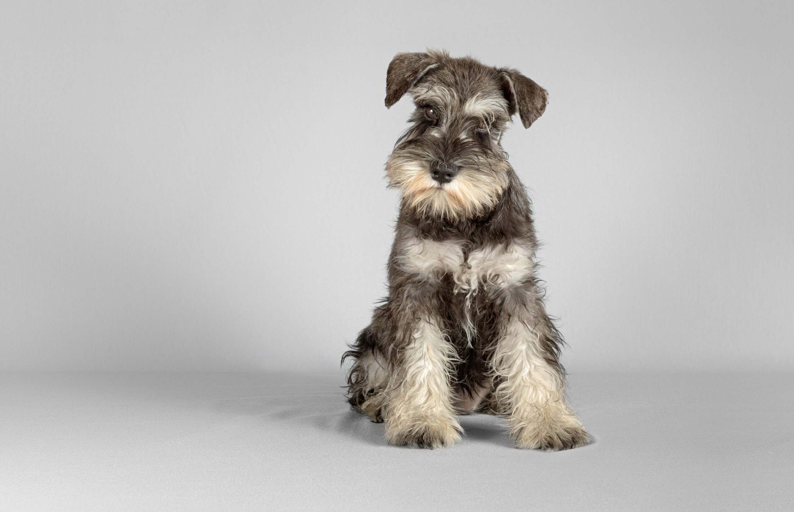 cachorro-schnauzer-1