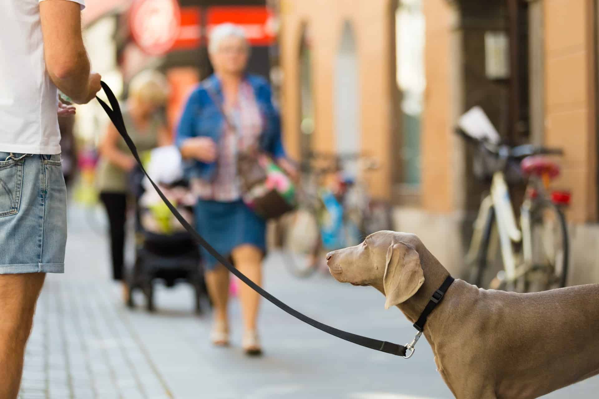 cachorro-weimaraner-2