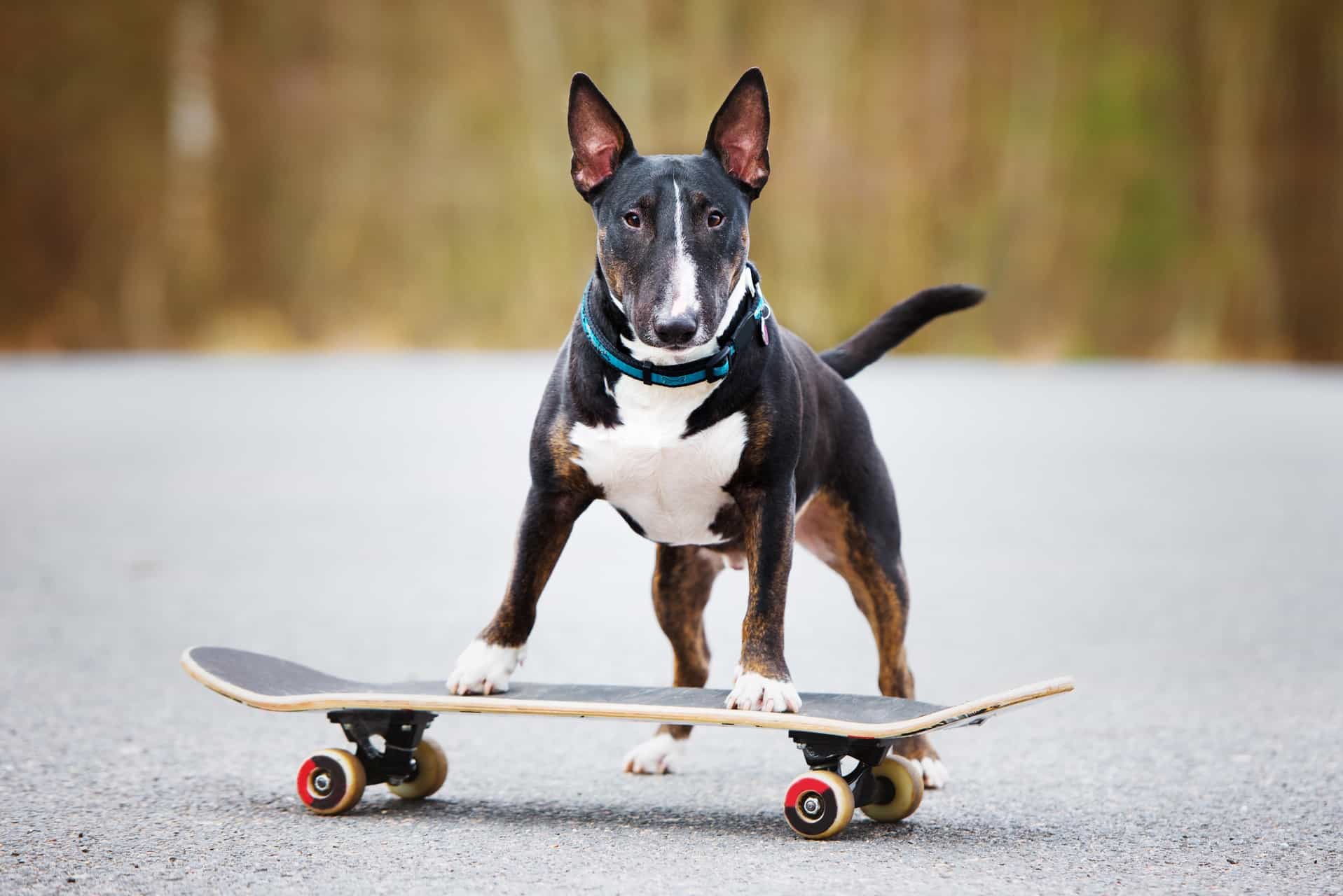 cachorro-bull-terrier-2