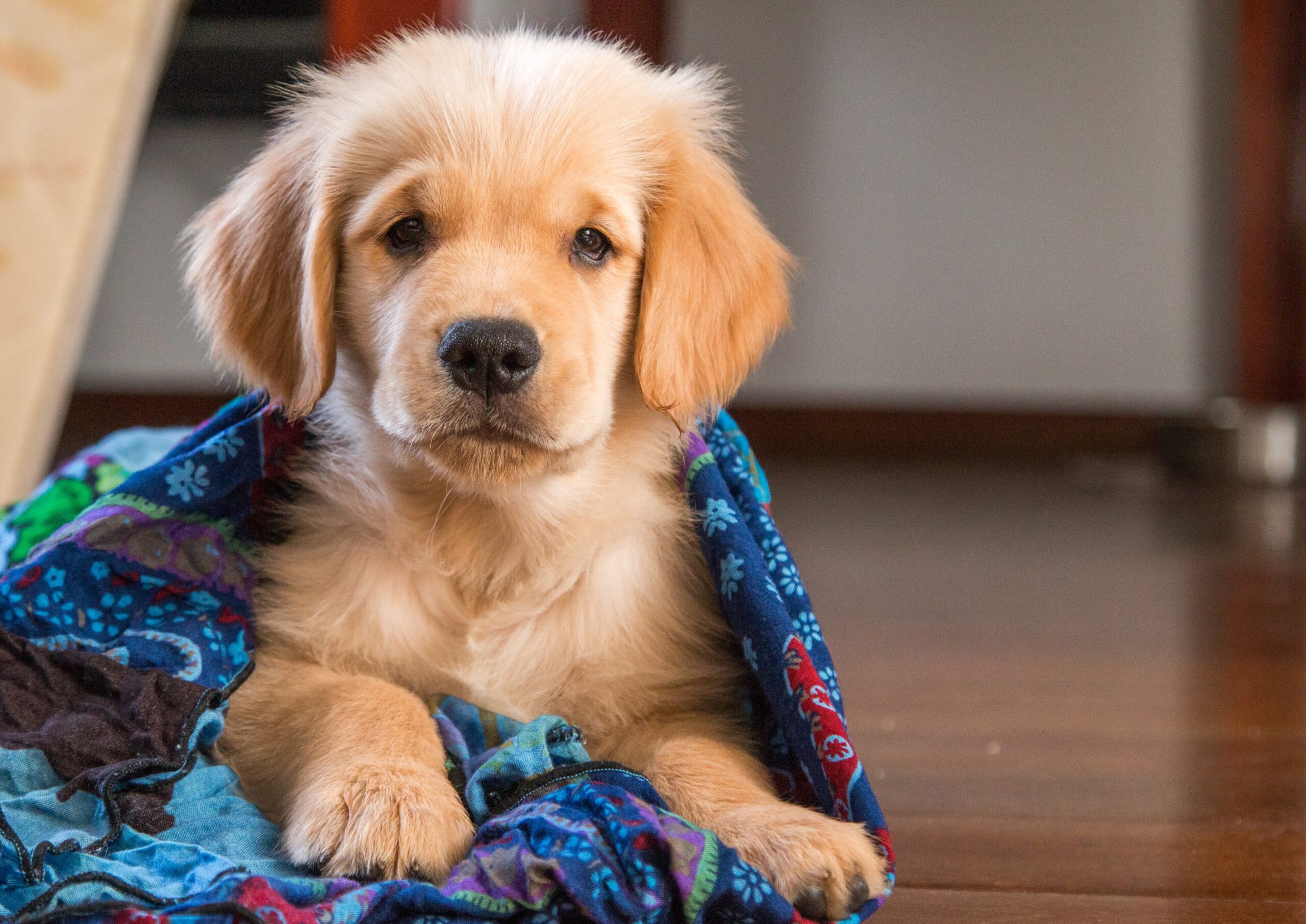 cachorro-golden-retriever-1