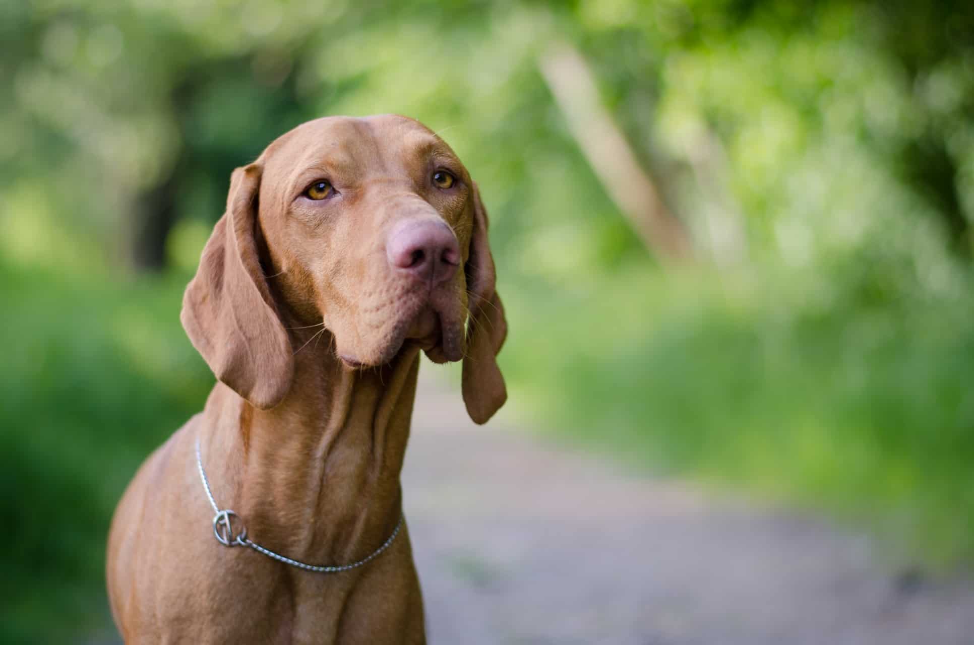 cachorro-weimaraner-3