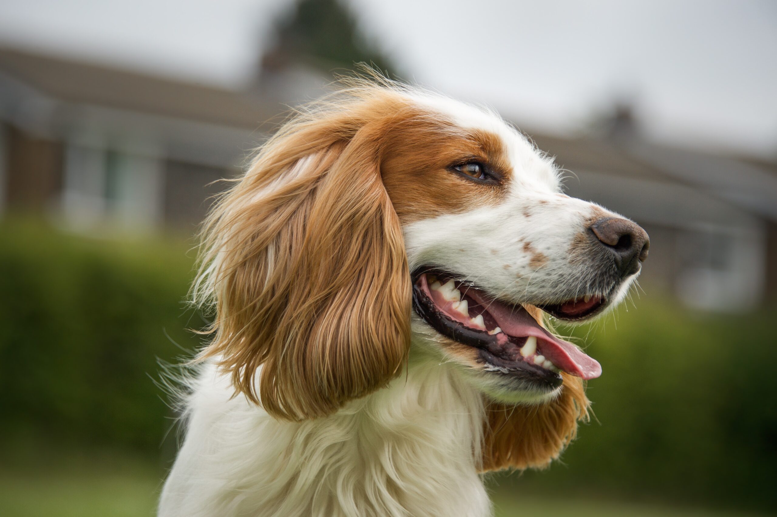 cocker spaniel ingles