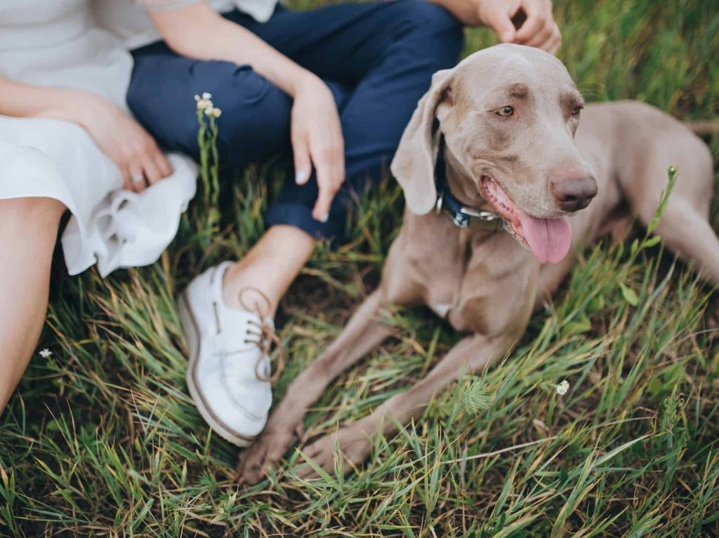 cachorro de grande porte weimaraner