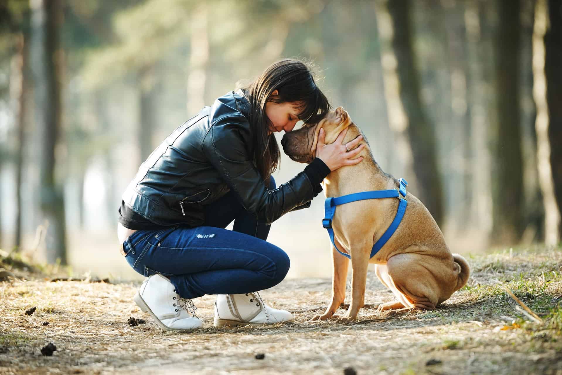 cachorro-shar-pei-6