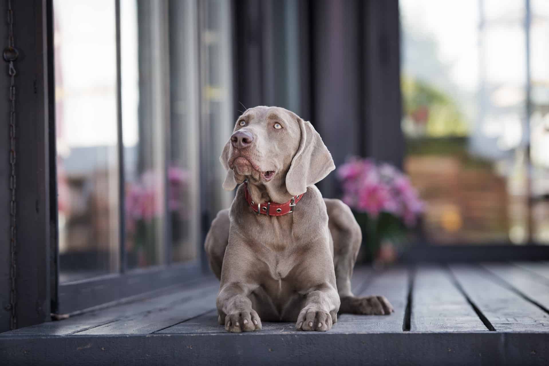 cachorro-weimaraner-5