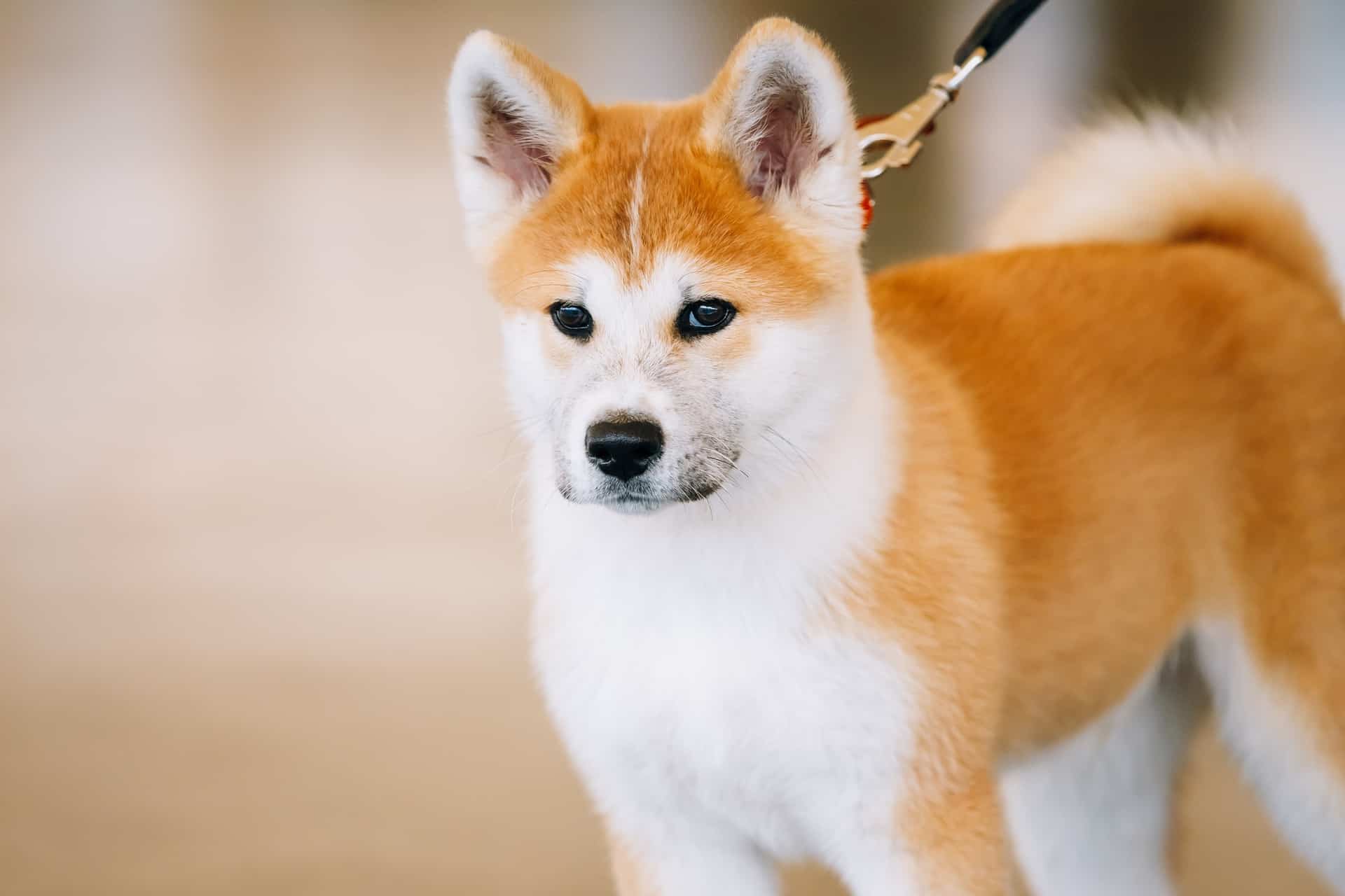 cachorro-shiba-3