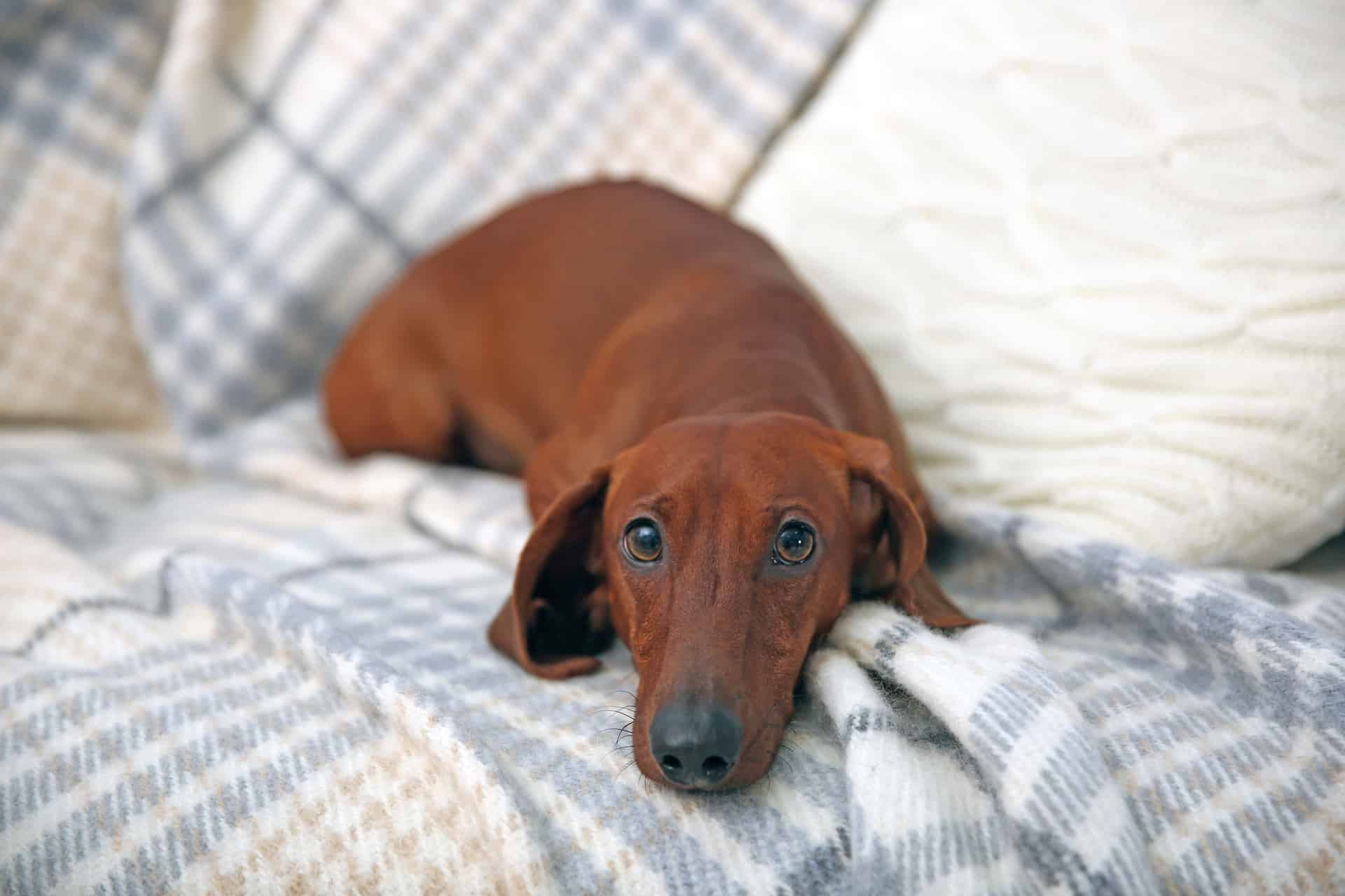 cachorro-dachshund-3