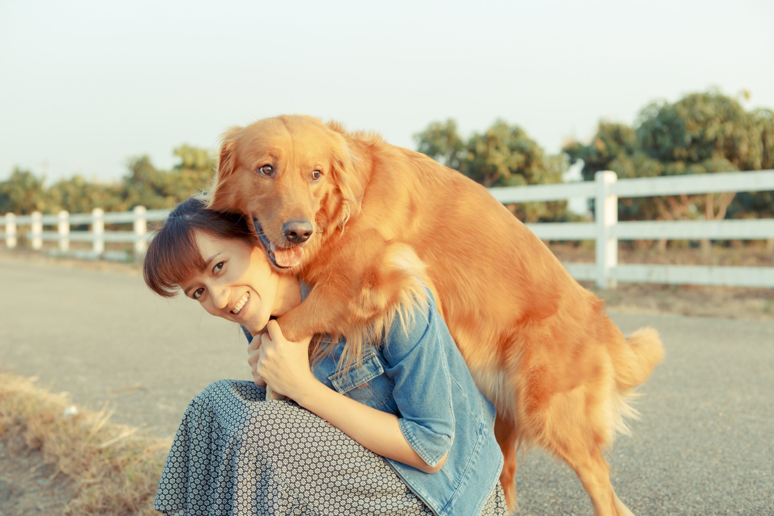 cachorro-golden-retriever-2