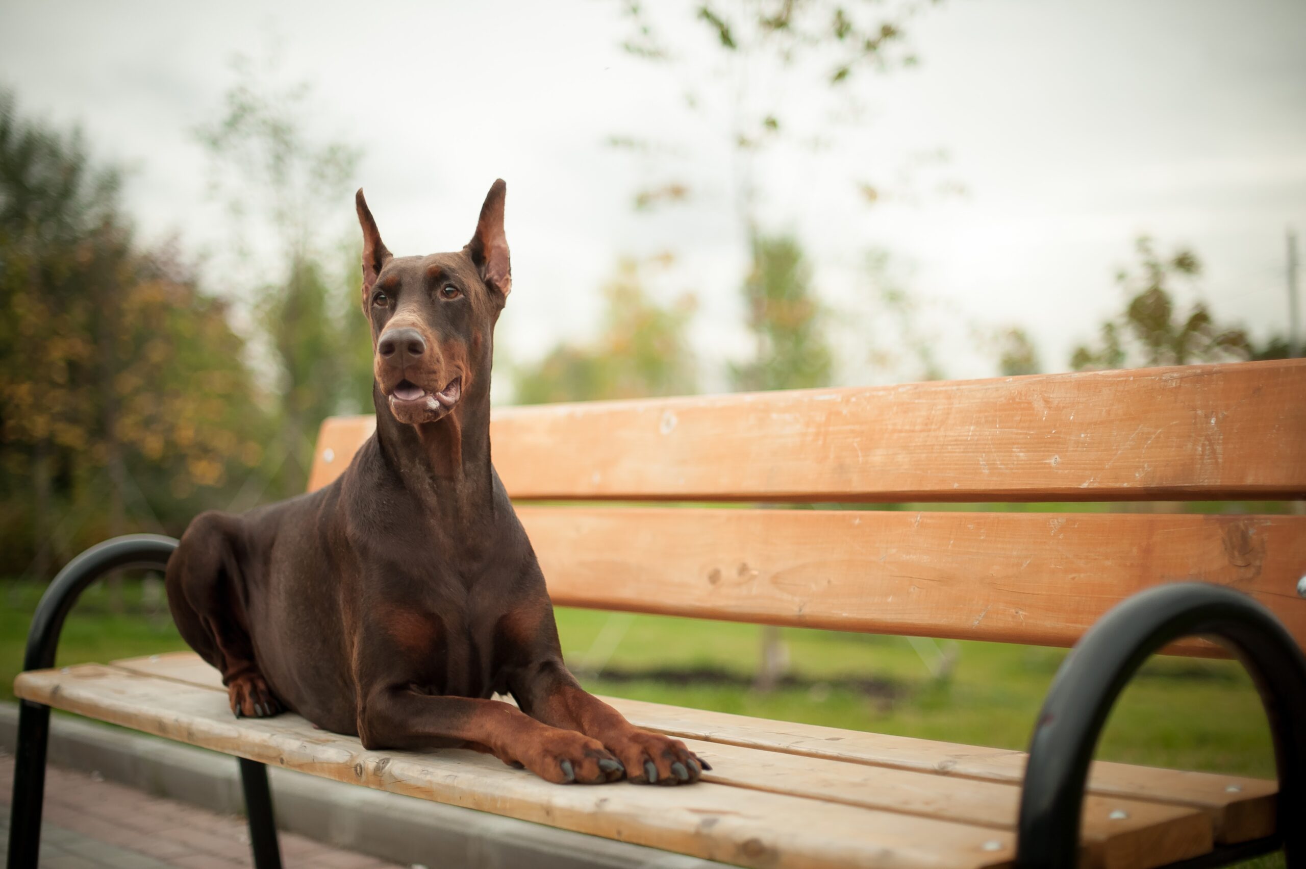 cachorro-doberman-3