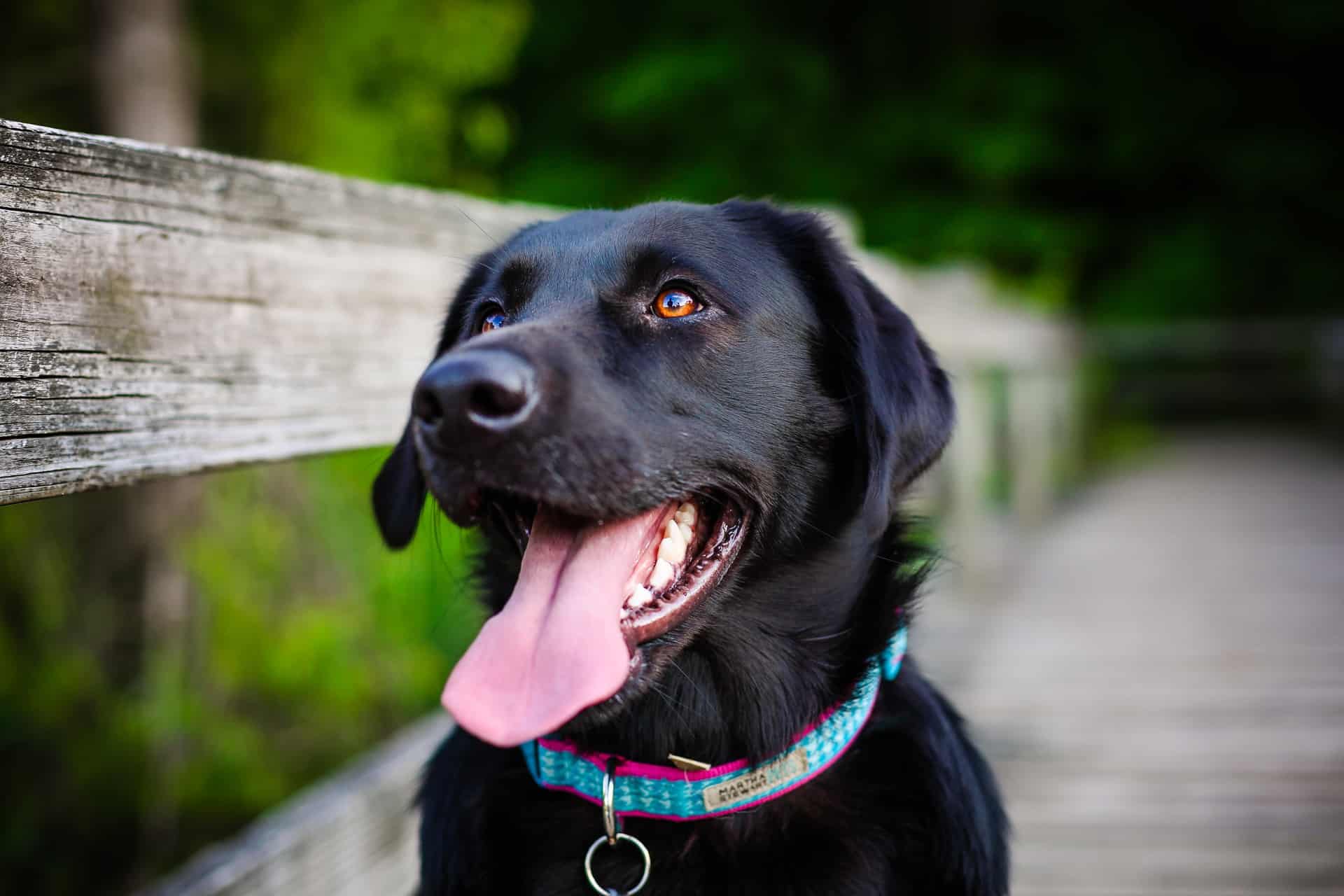 cachorro-labrador-6