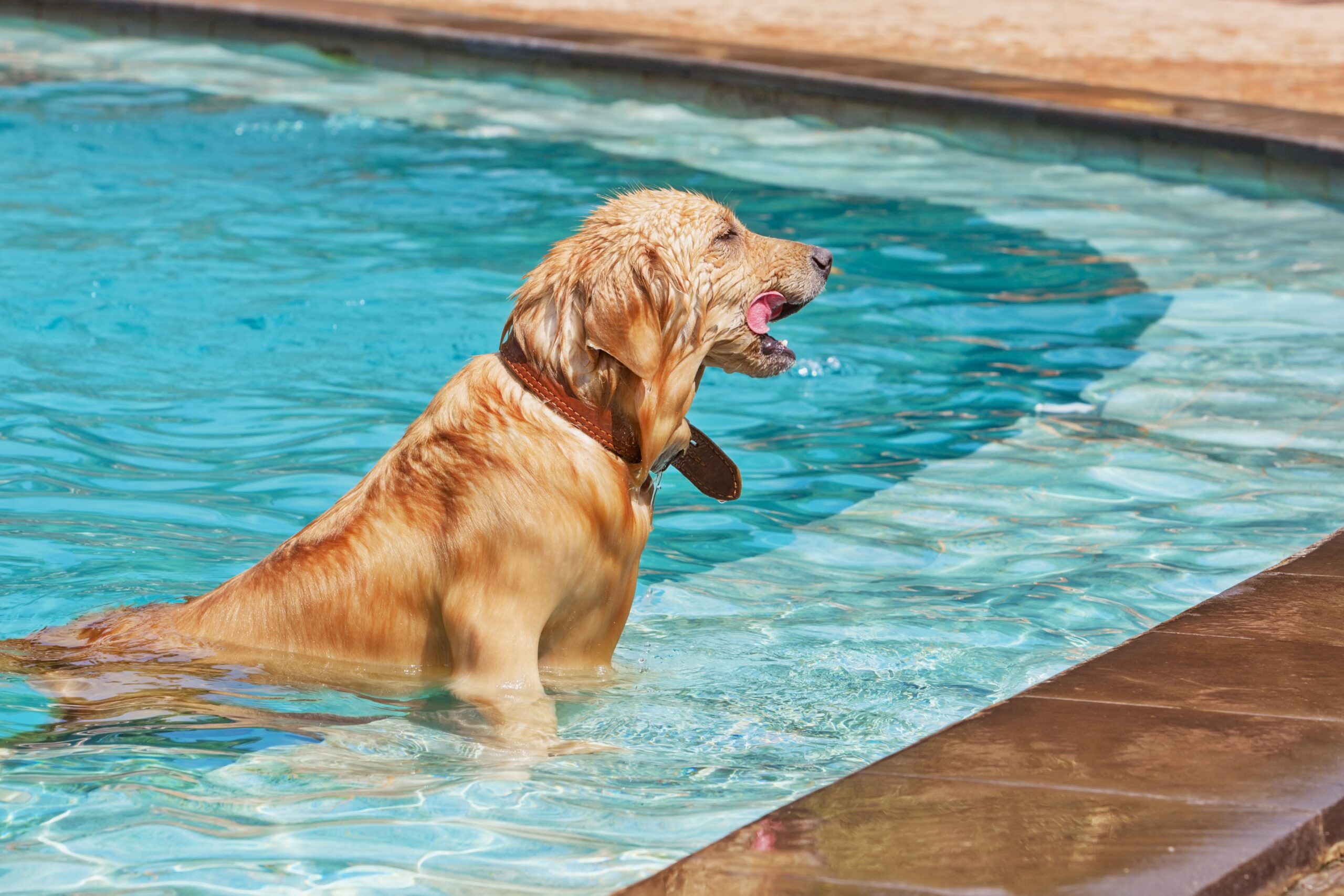 cachorro-golden-retriever