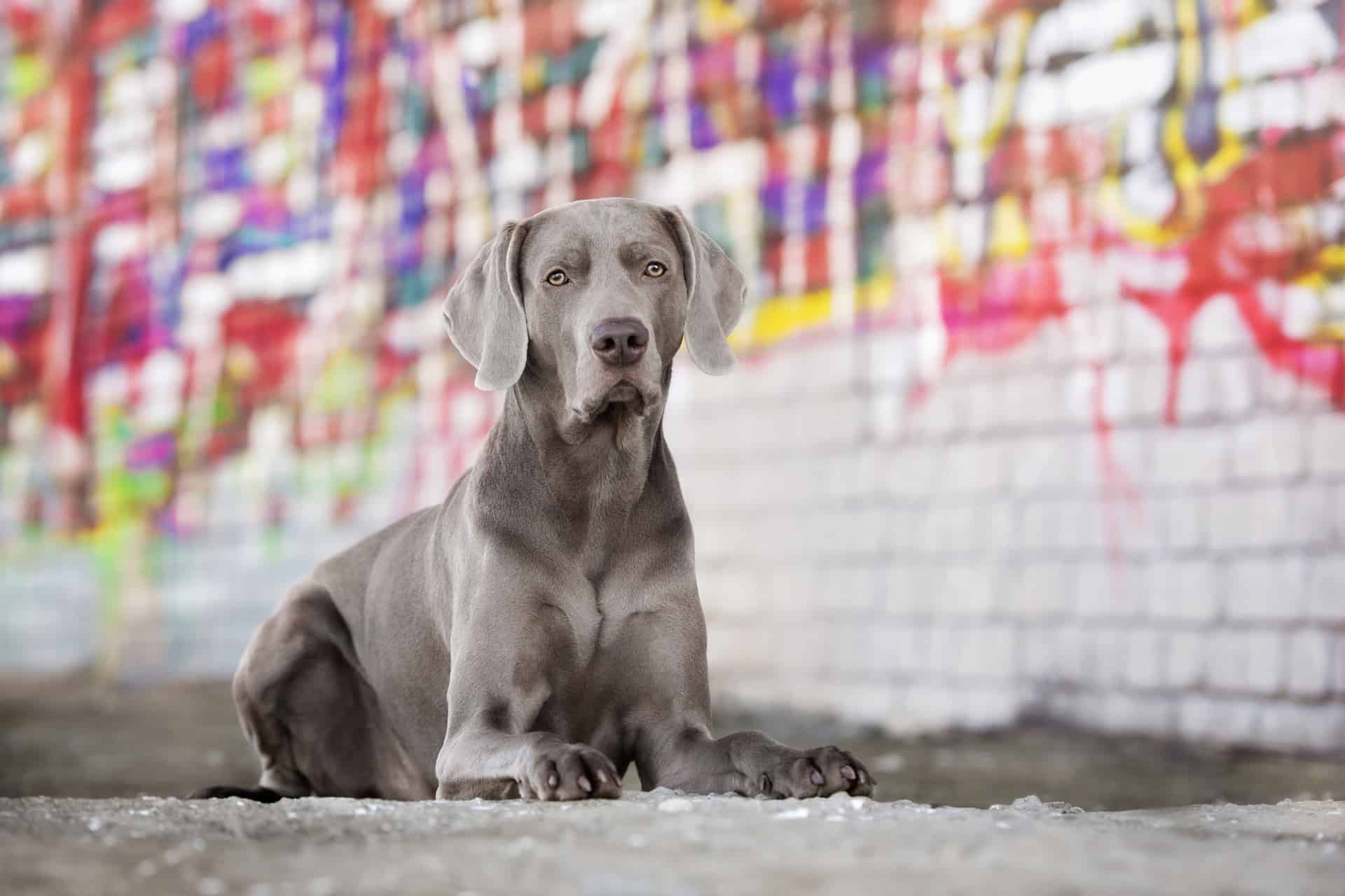 cores-weimaraner-1