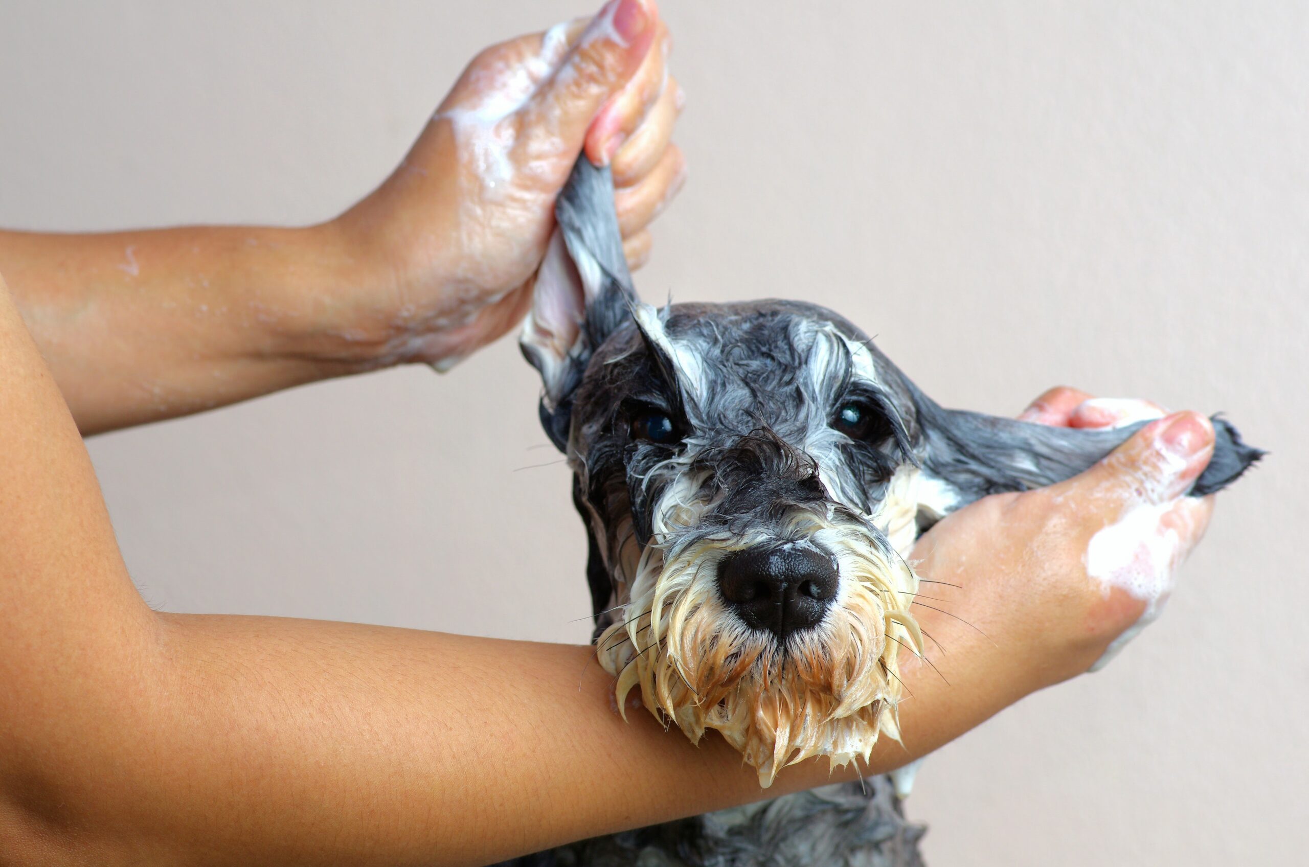 cachorro-schnauzer-2