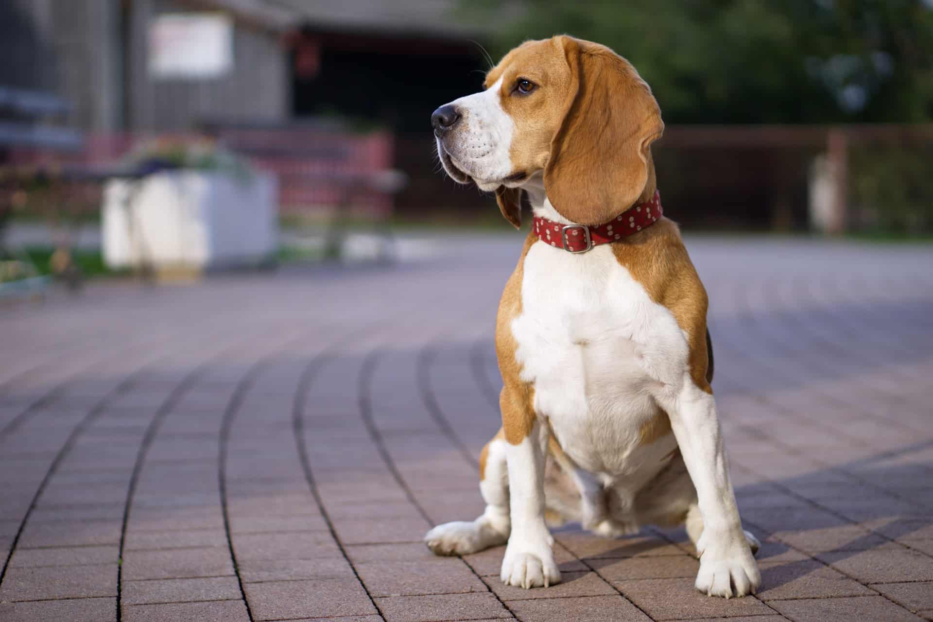 cores-beagle-1