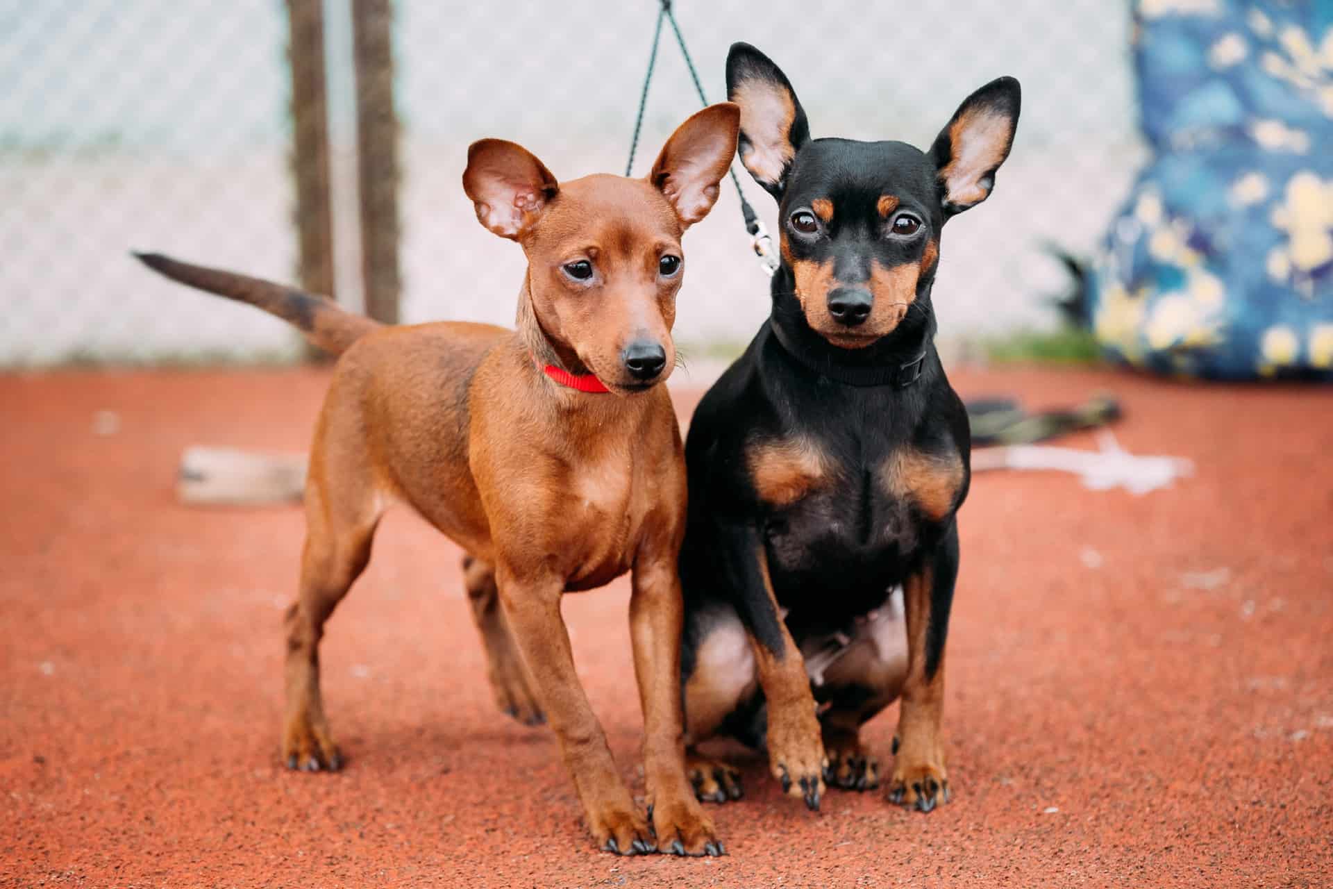 cores-pinscher-1