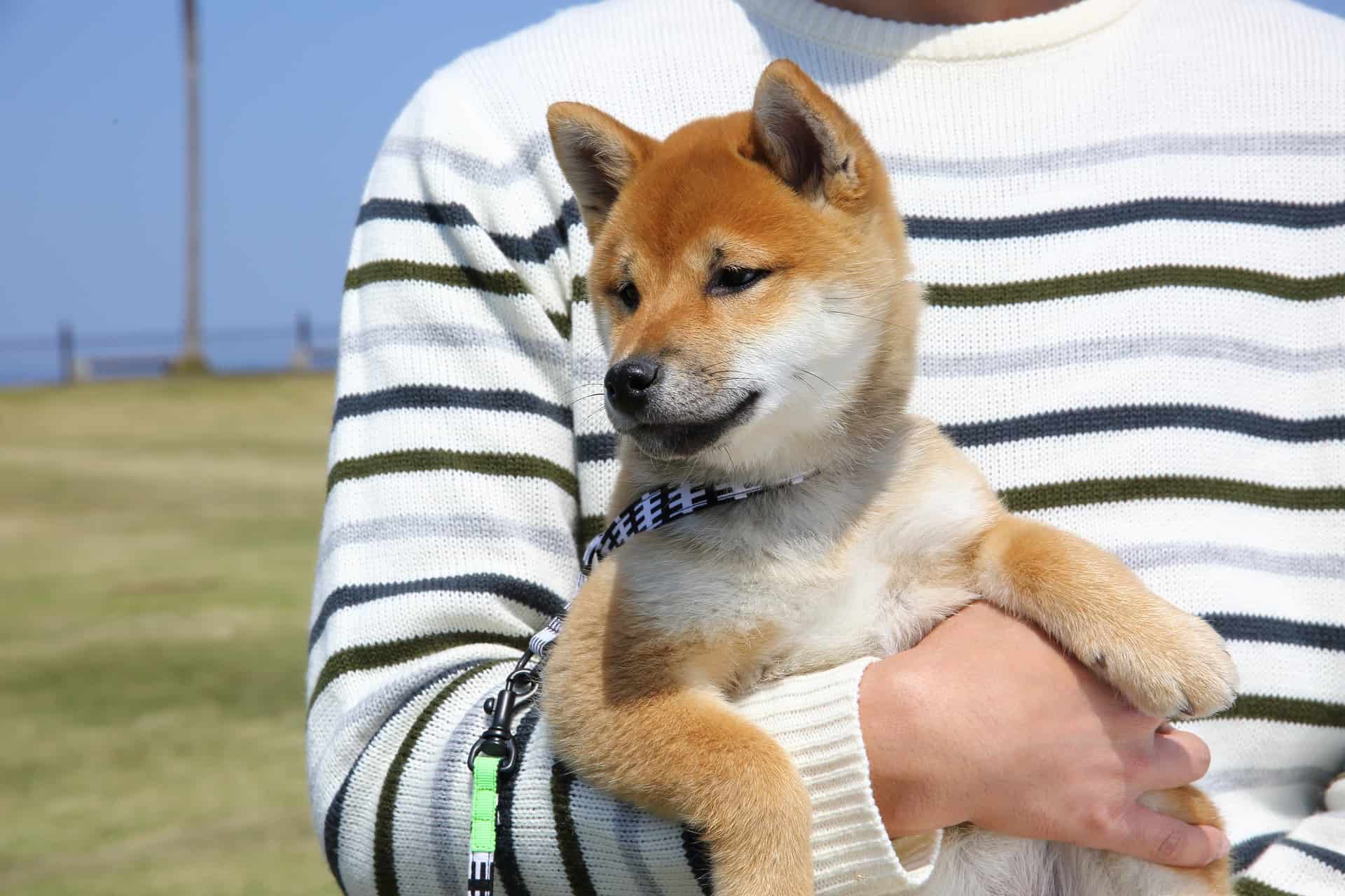 cachorro-shiba-4