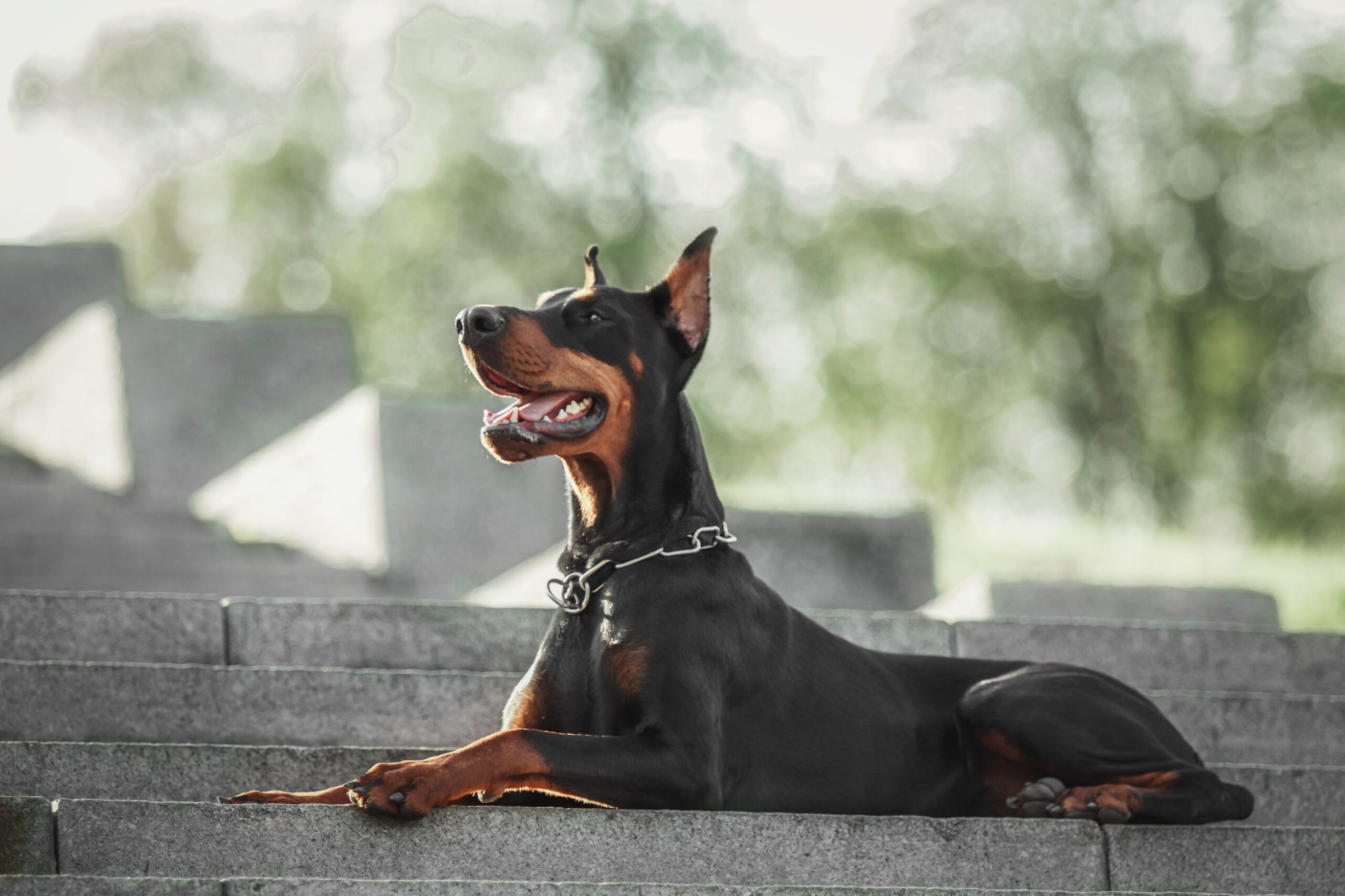 cachorro-doberman-4