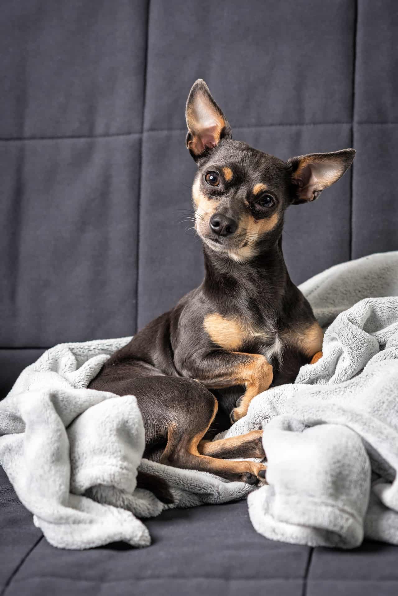 cachorro-pinscher-5