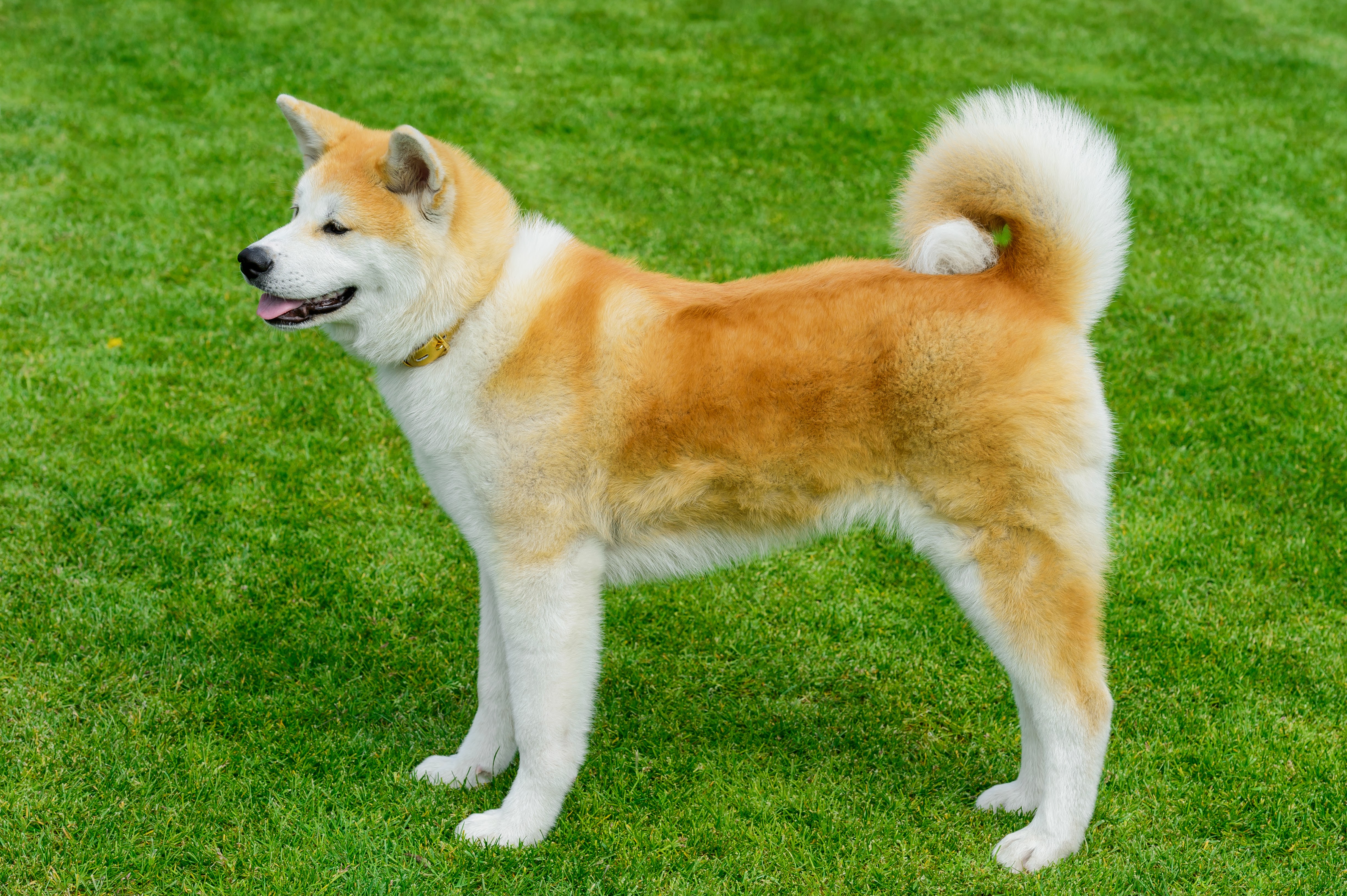 cores-shiba-1