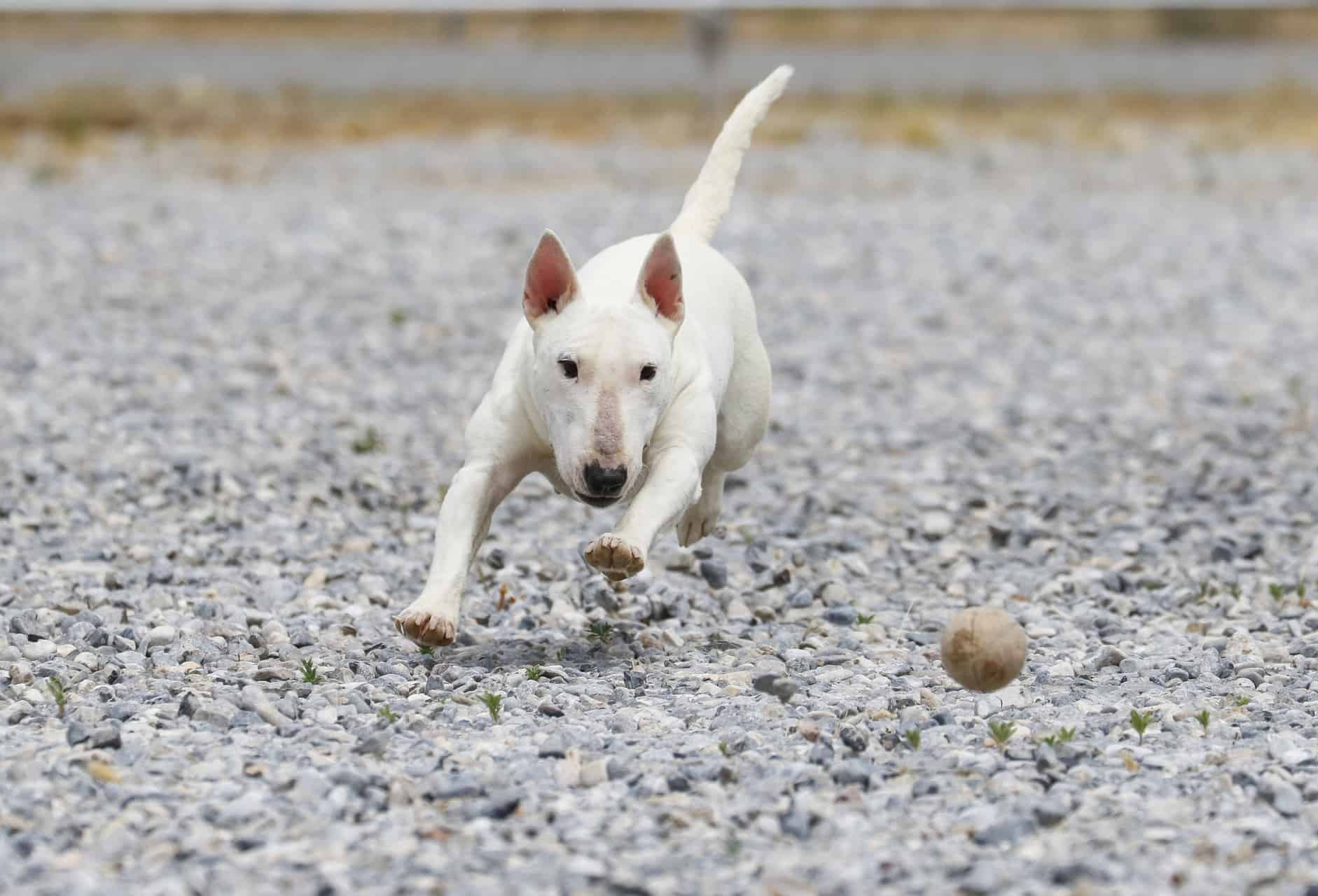 cachorro-bull-terrier-4