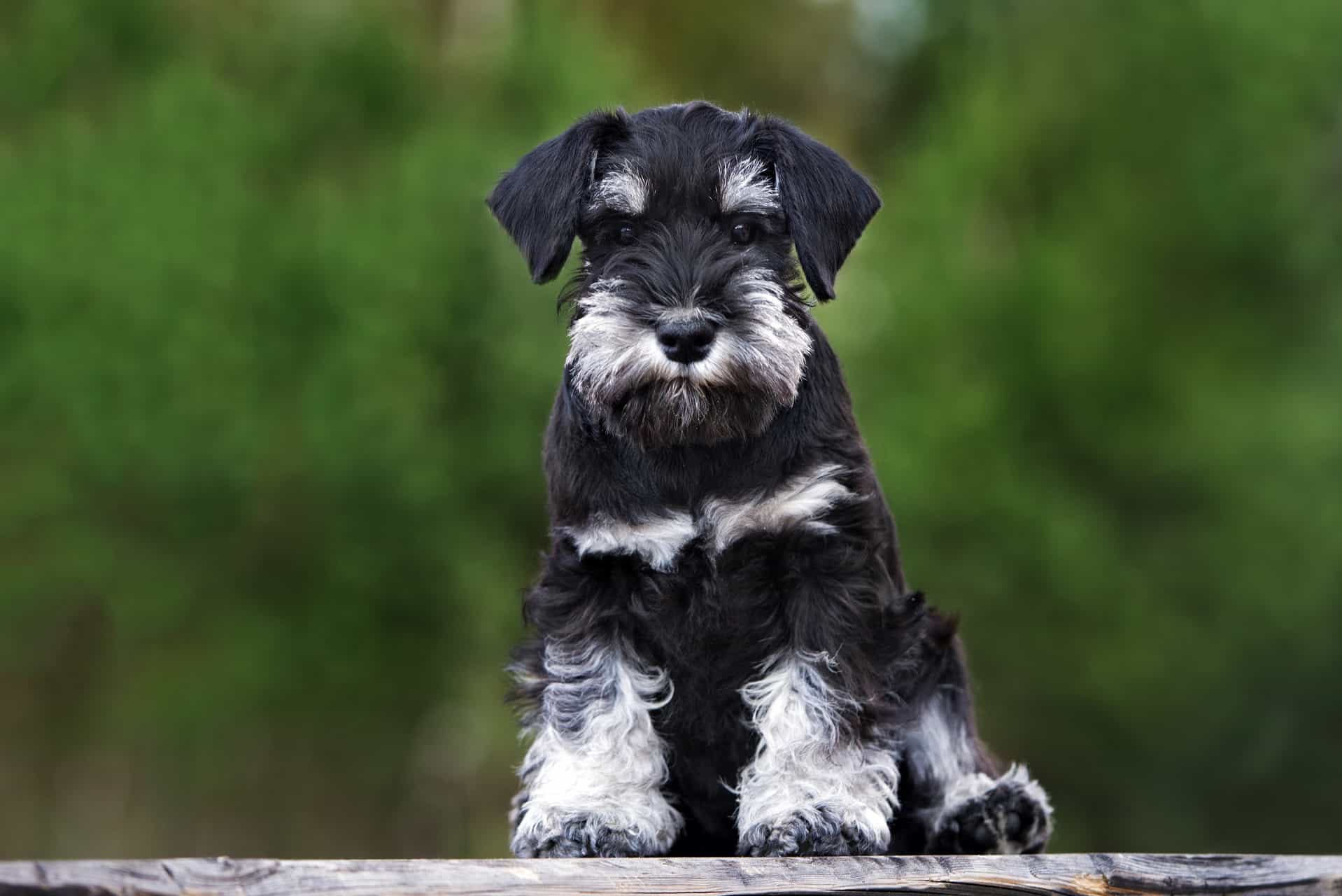 cachorro-schnauzer-4