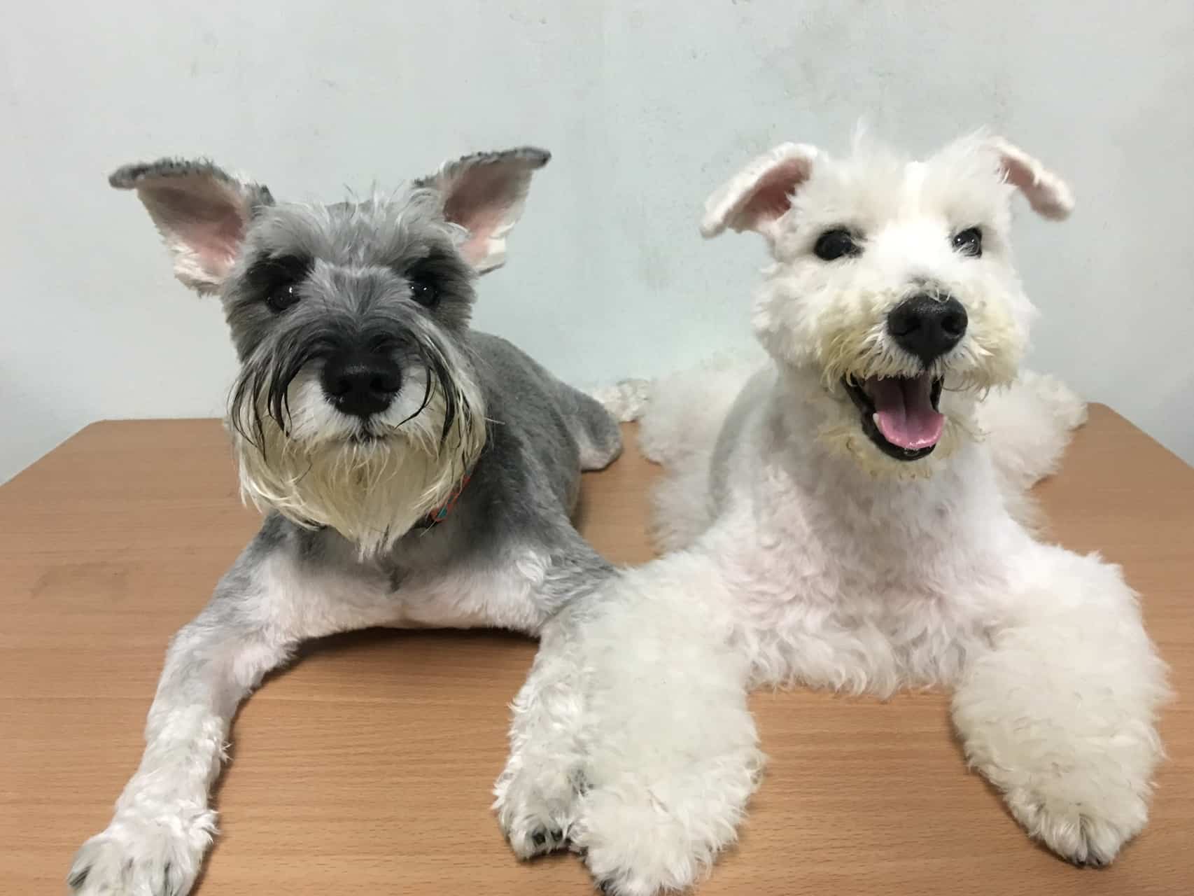 cachorro-schnauzer-5