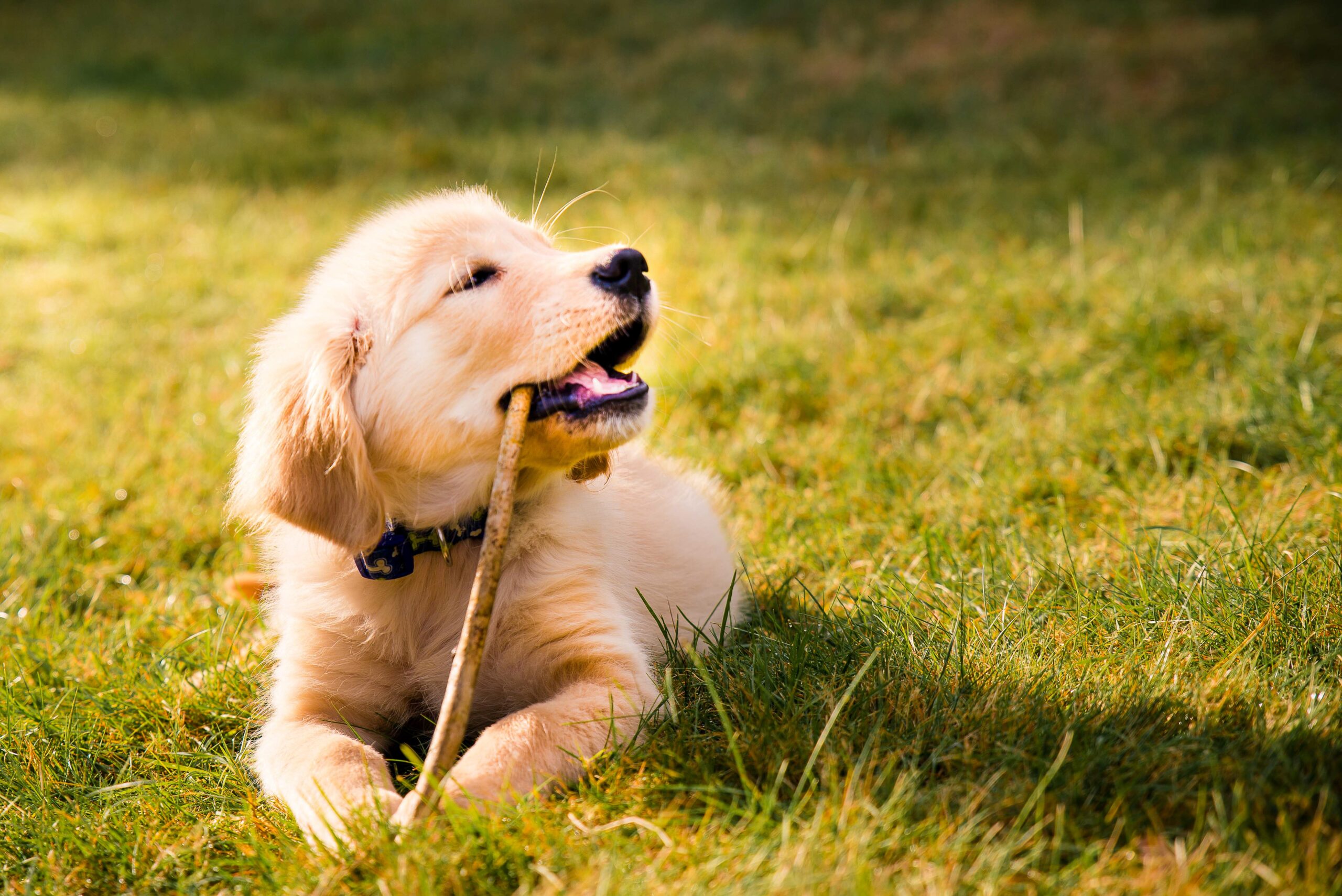 cachorro-golden-retriever-4