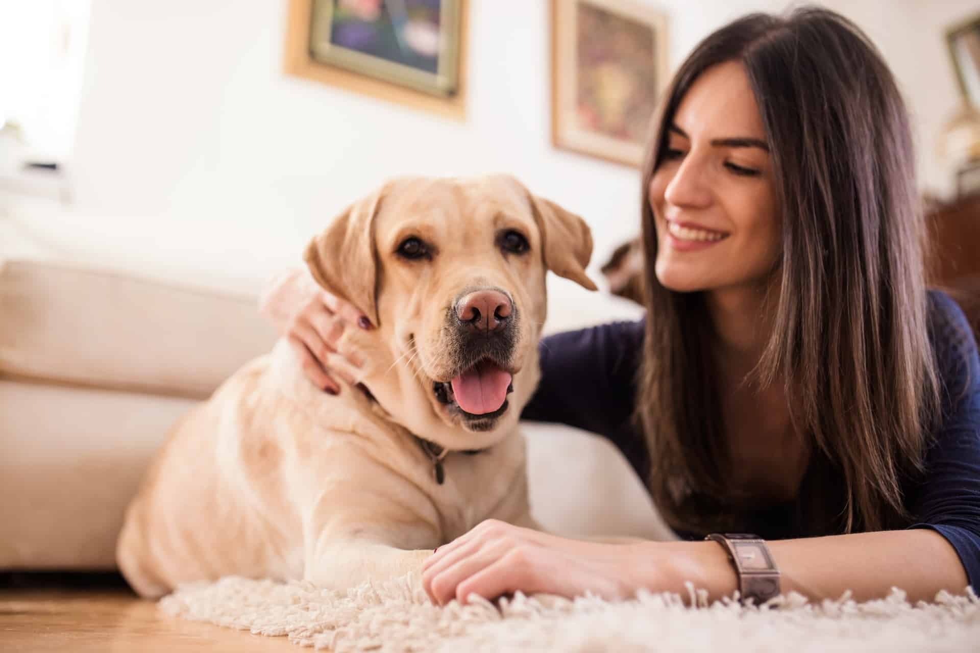 cachorro-labrador-2