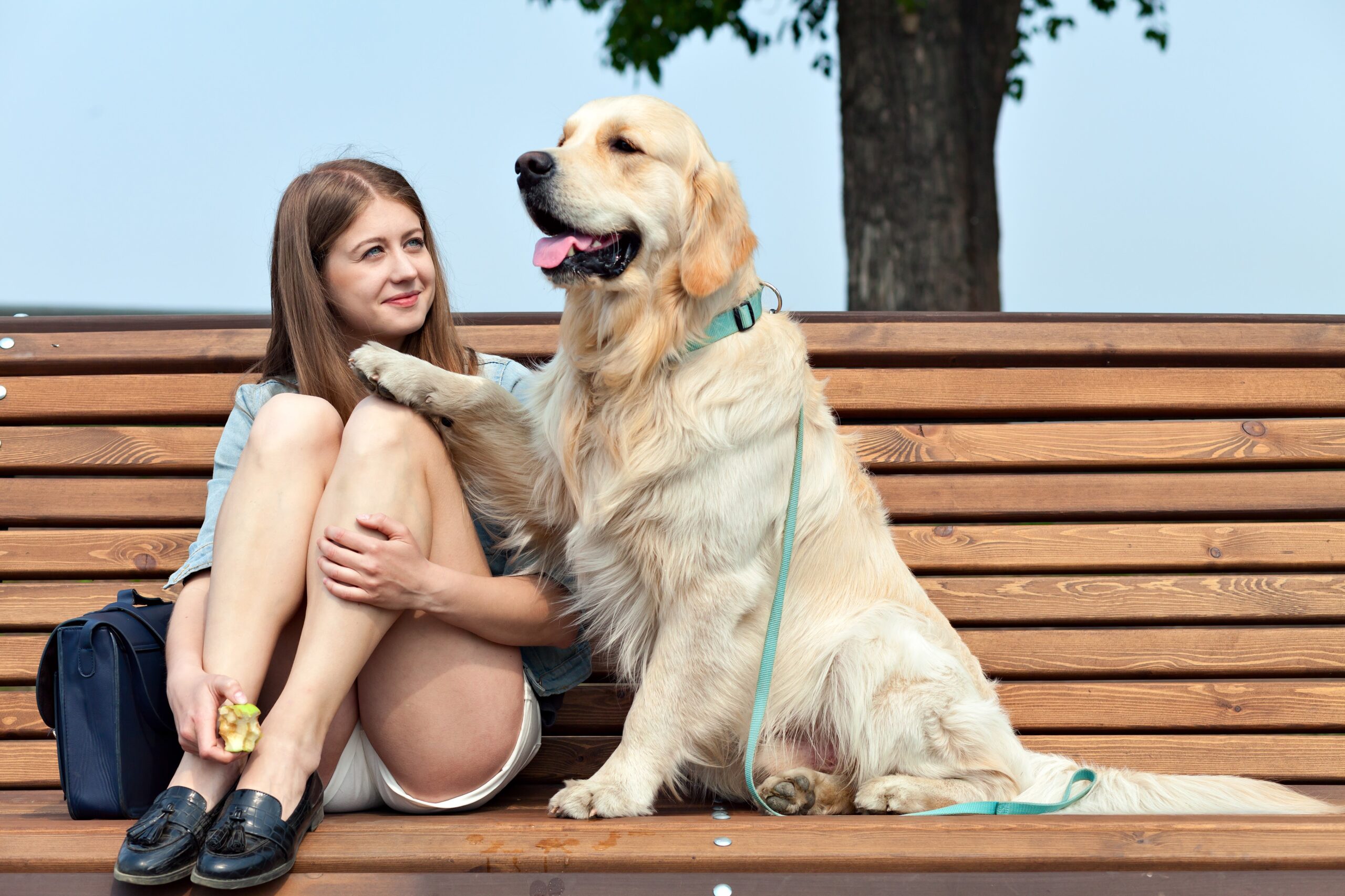 cachorro-golden-retriever