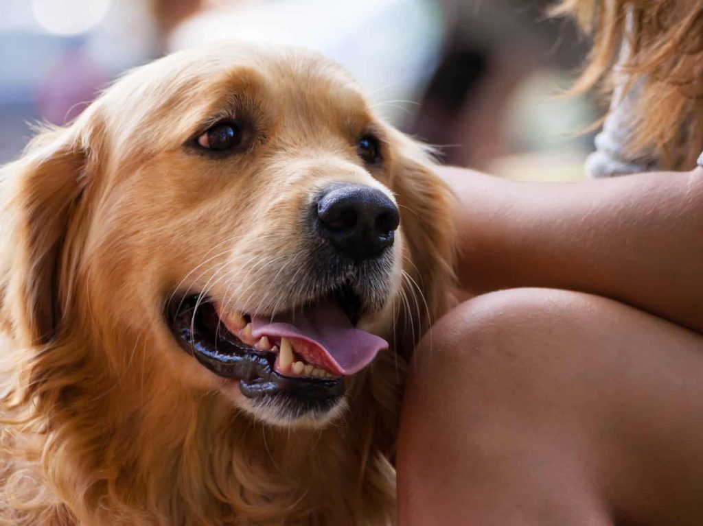 cachorro de grande porte golden retriever