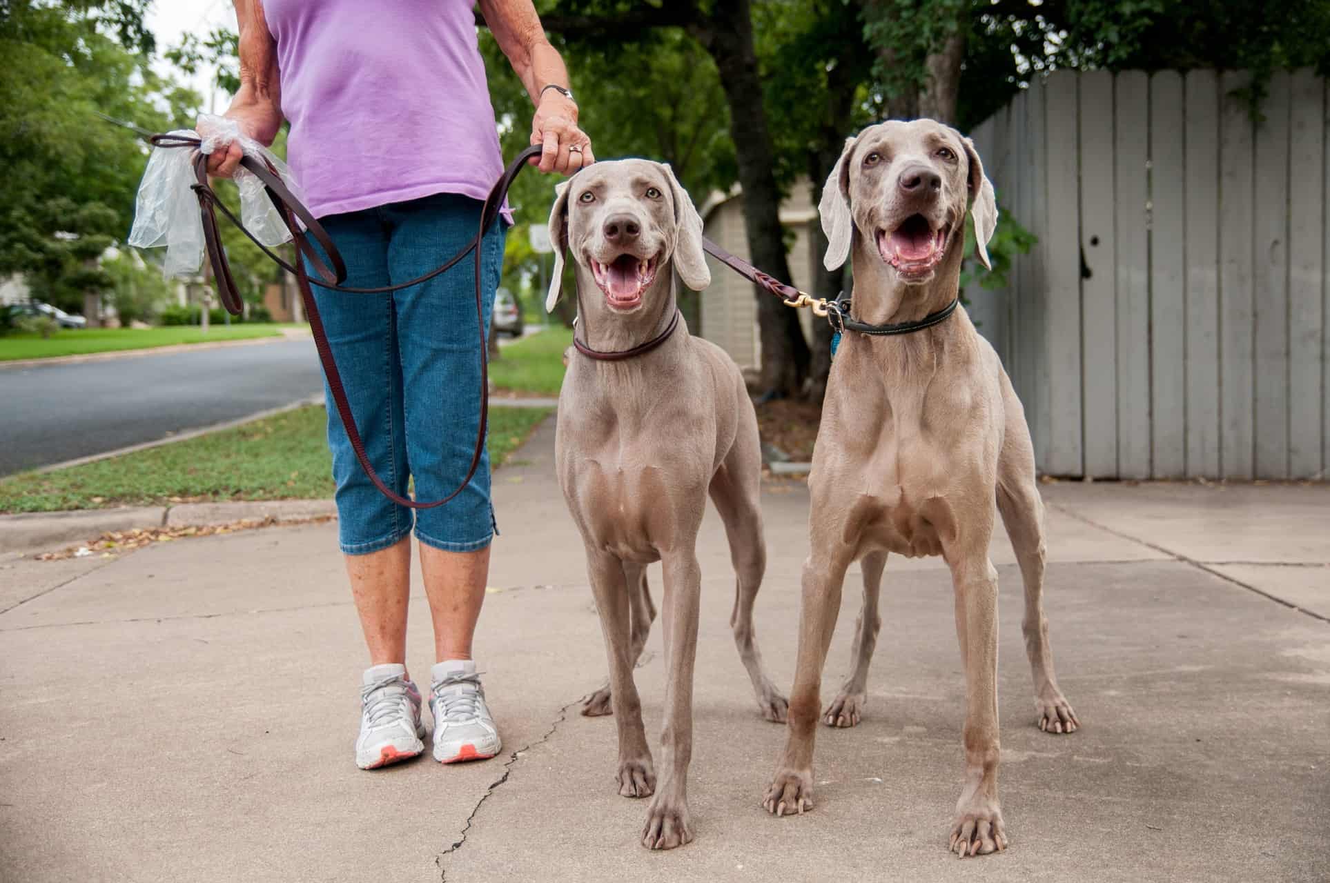 cachorro-weimaraner-6