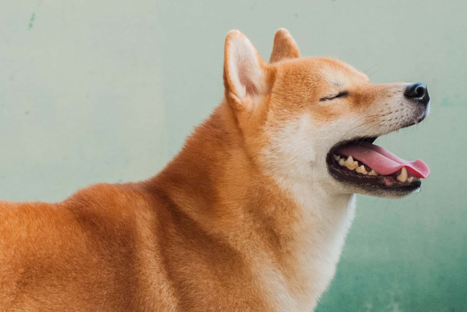 cachorro-shiba-6