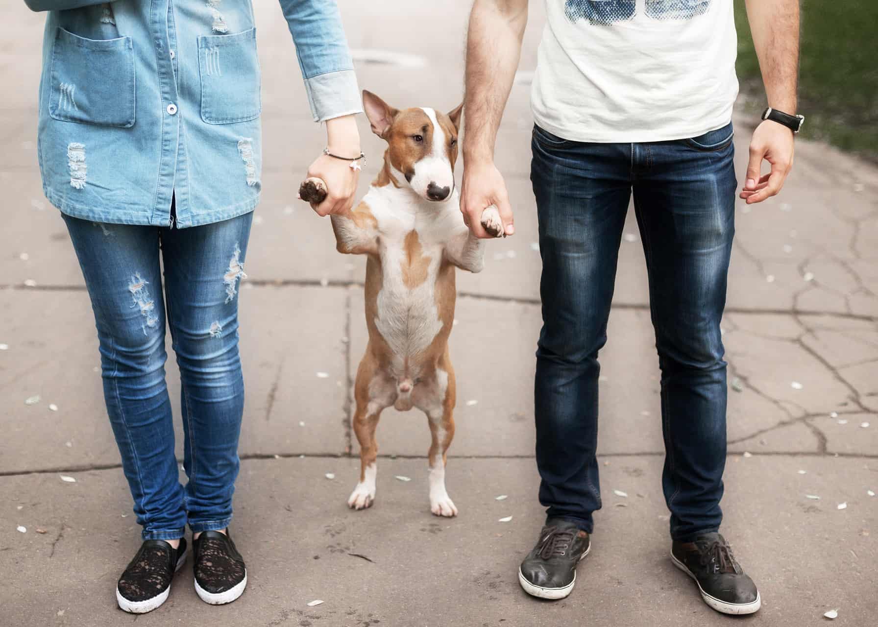 cachorro-bull-terrier-5