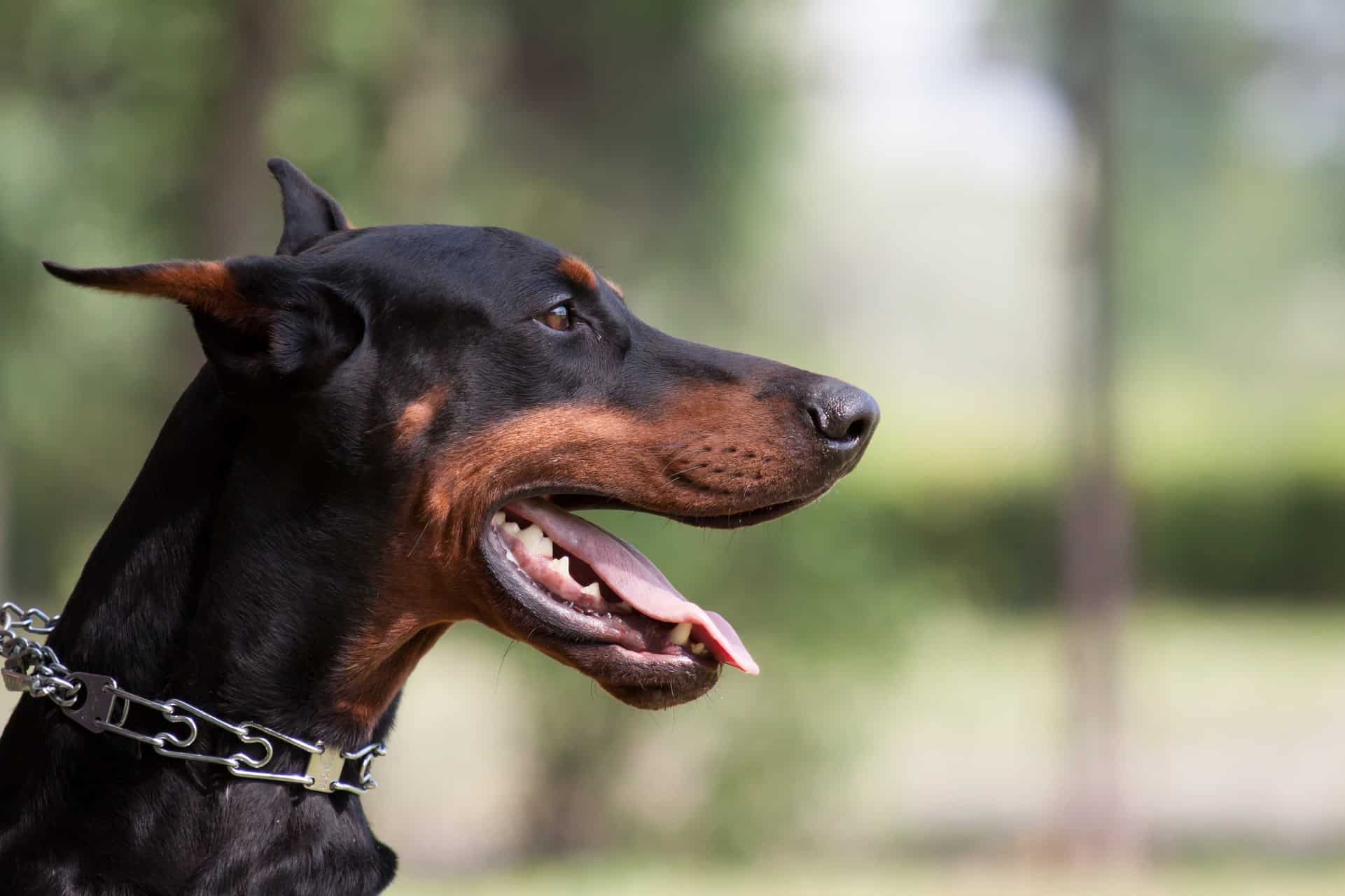 cachorro-doberman-5