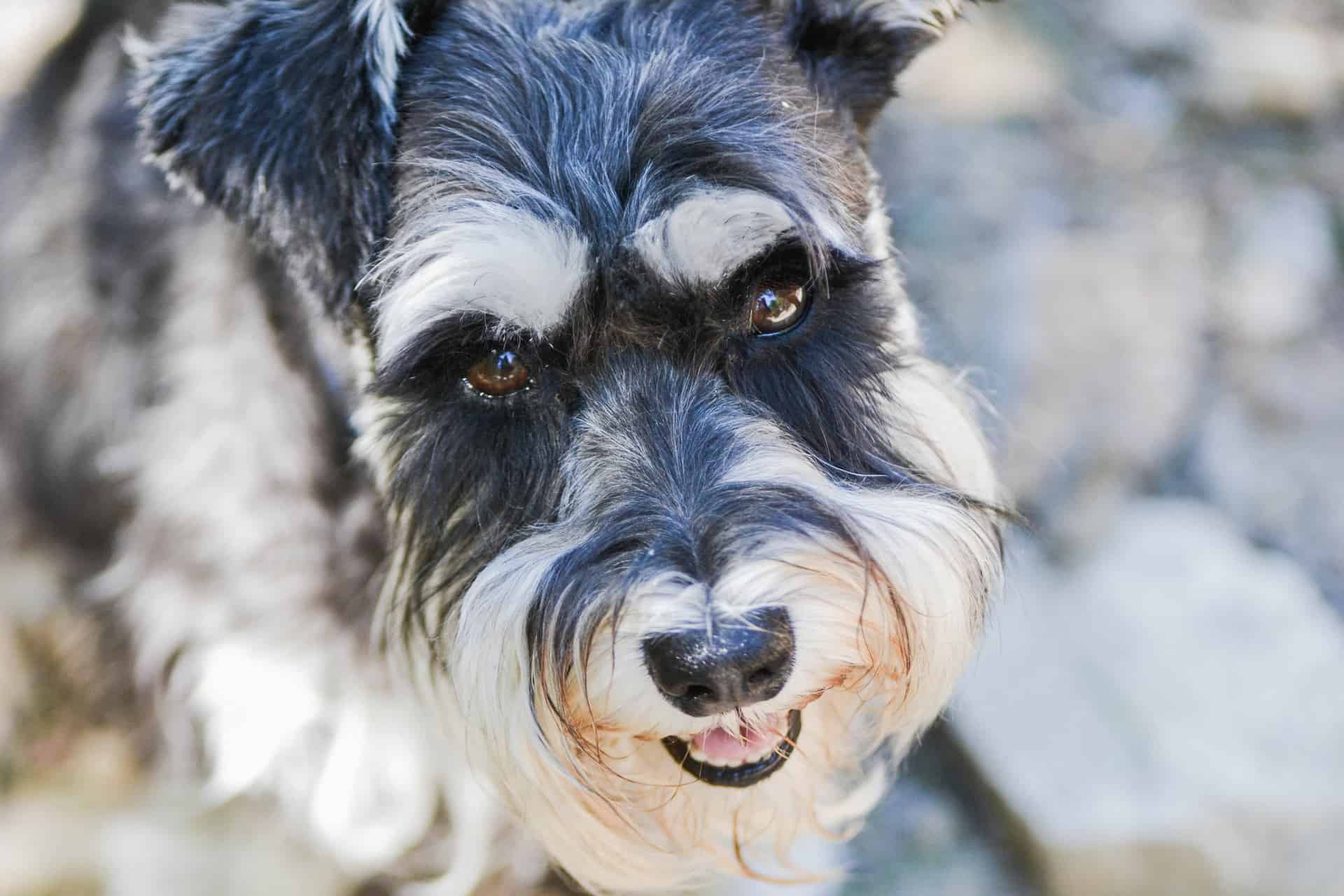 cachorro-schnauzer-6