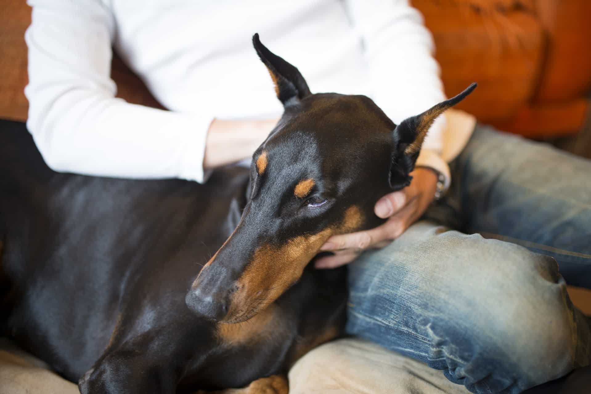 cachorro-doberman-6