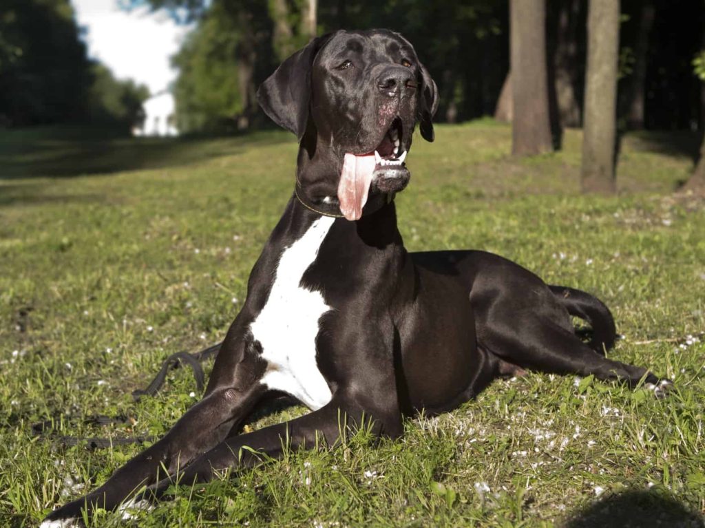 maior raça de cachorro dogue alemão