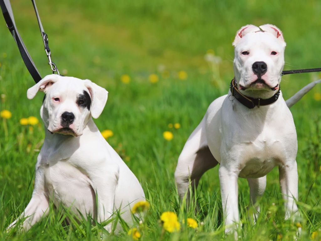 cachorro de grande porte dogo argentino