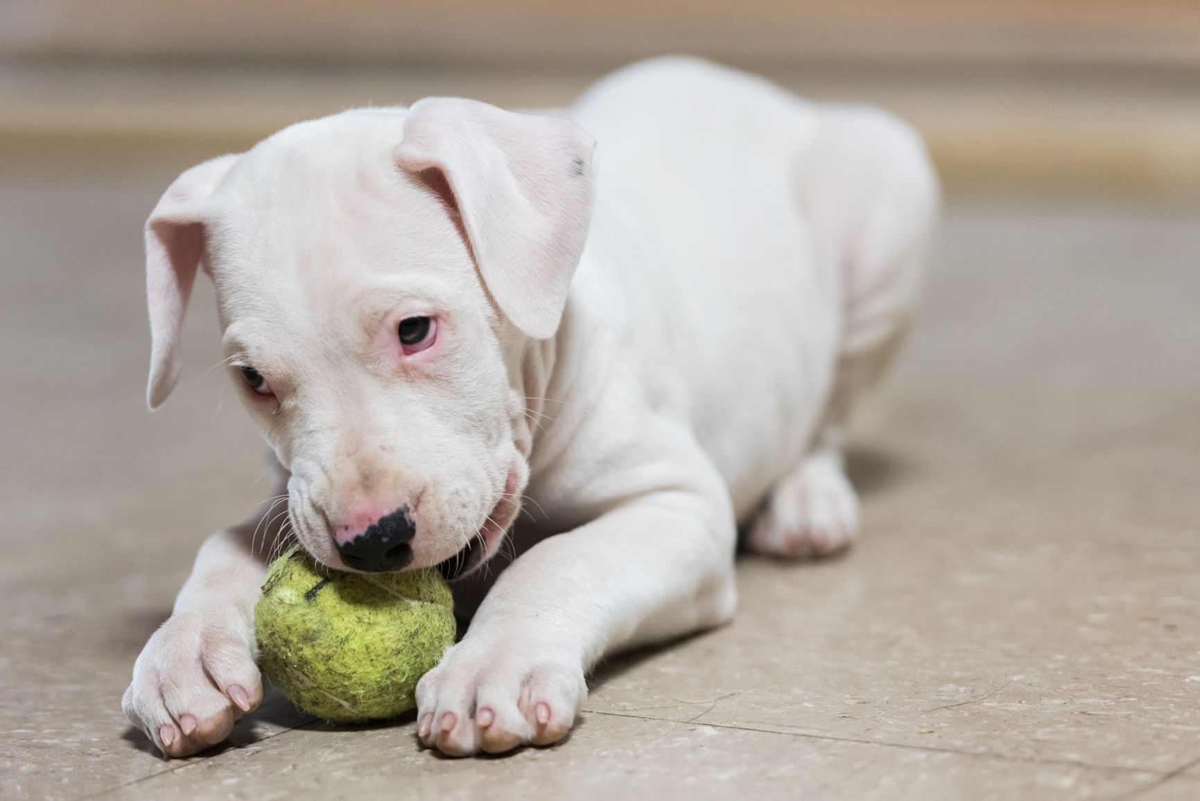 cachorro-dogo-argentino-2