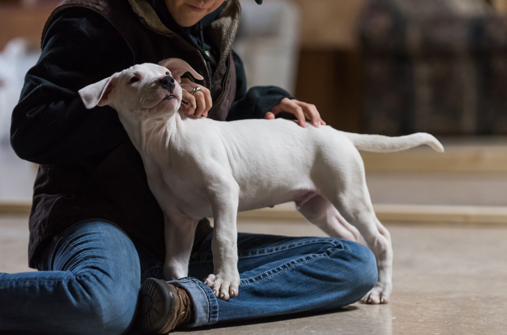 cachorro-dogo-argentino-3