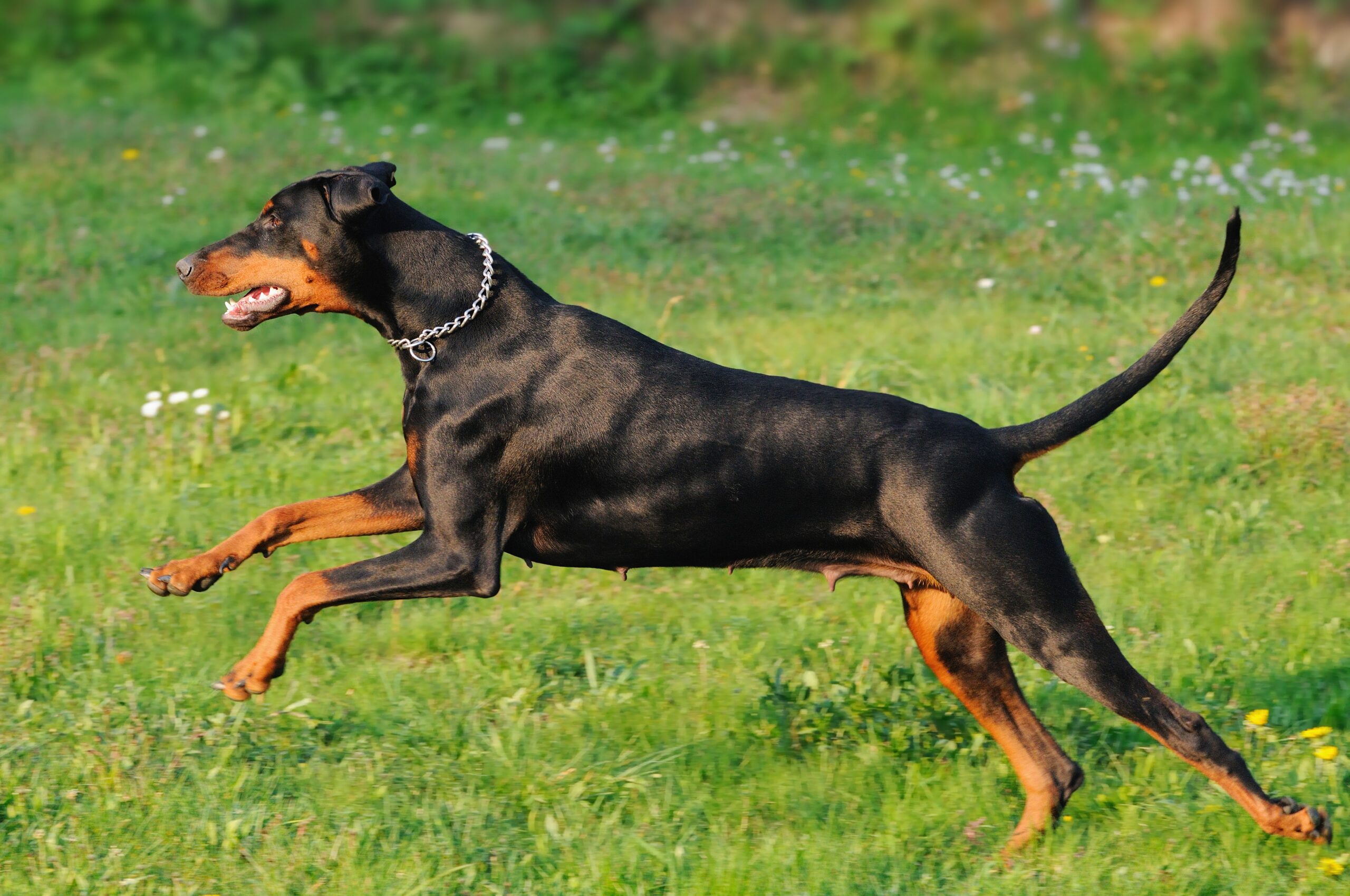 doberman