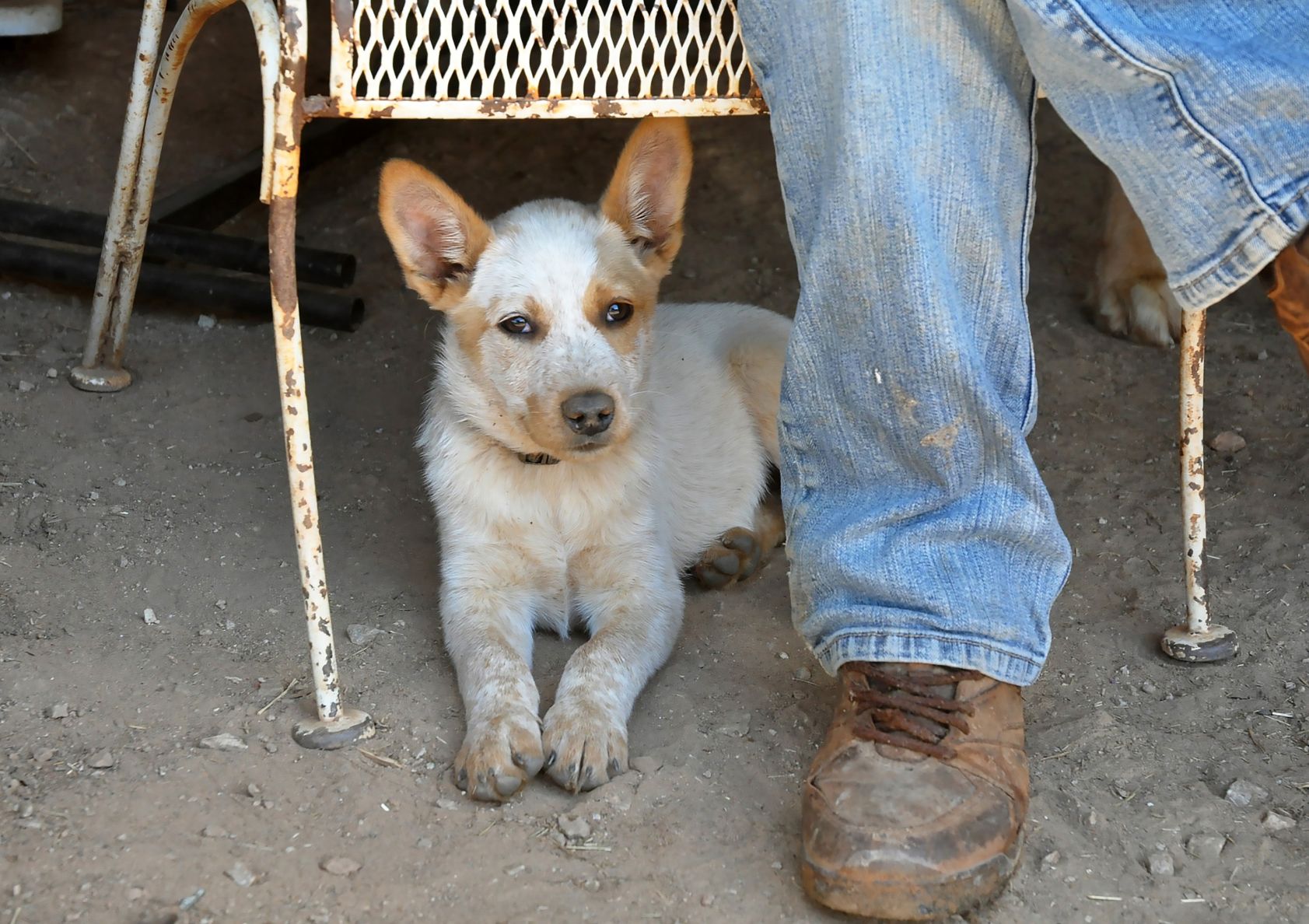 cachorro-boiadeiro-australiano-1