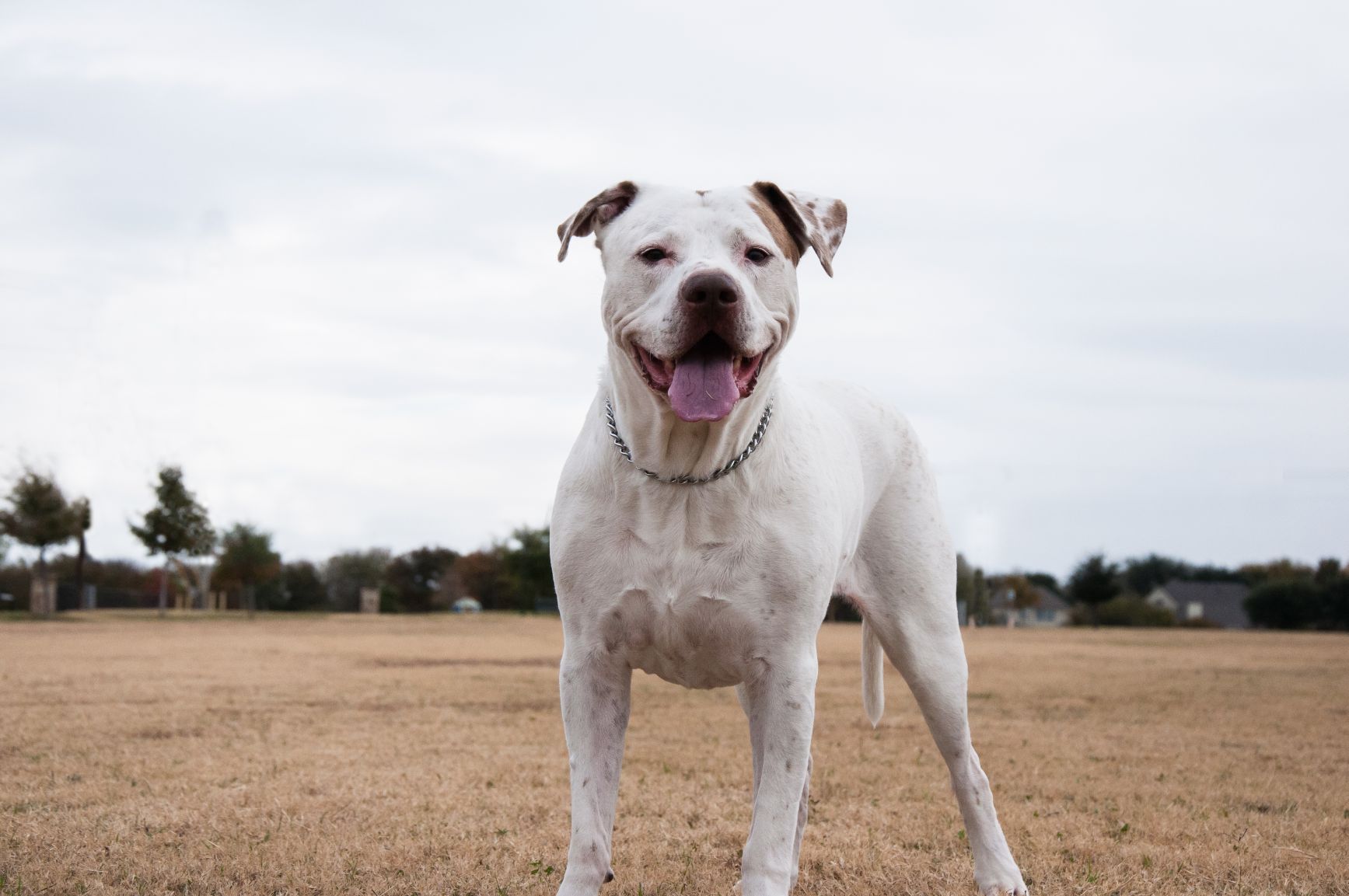 cachorro-dogo-argentino-4